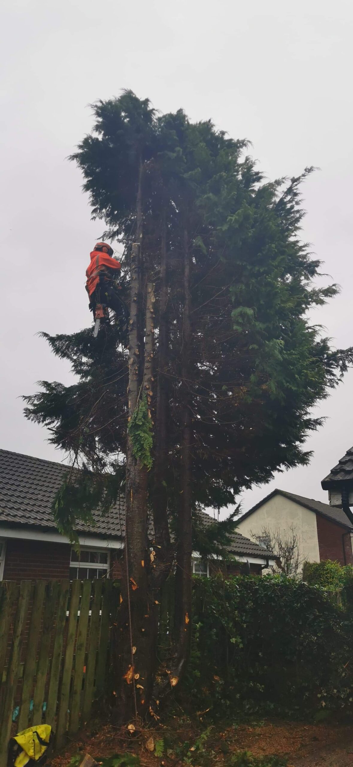 Gallery #3 An arborist in an orange safety suit using a chainsaw while climbing a tall conifer tree above residential rooftops.