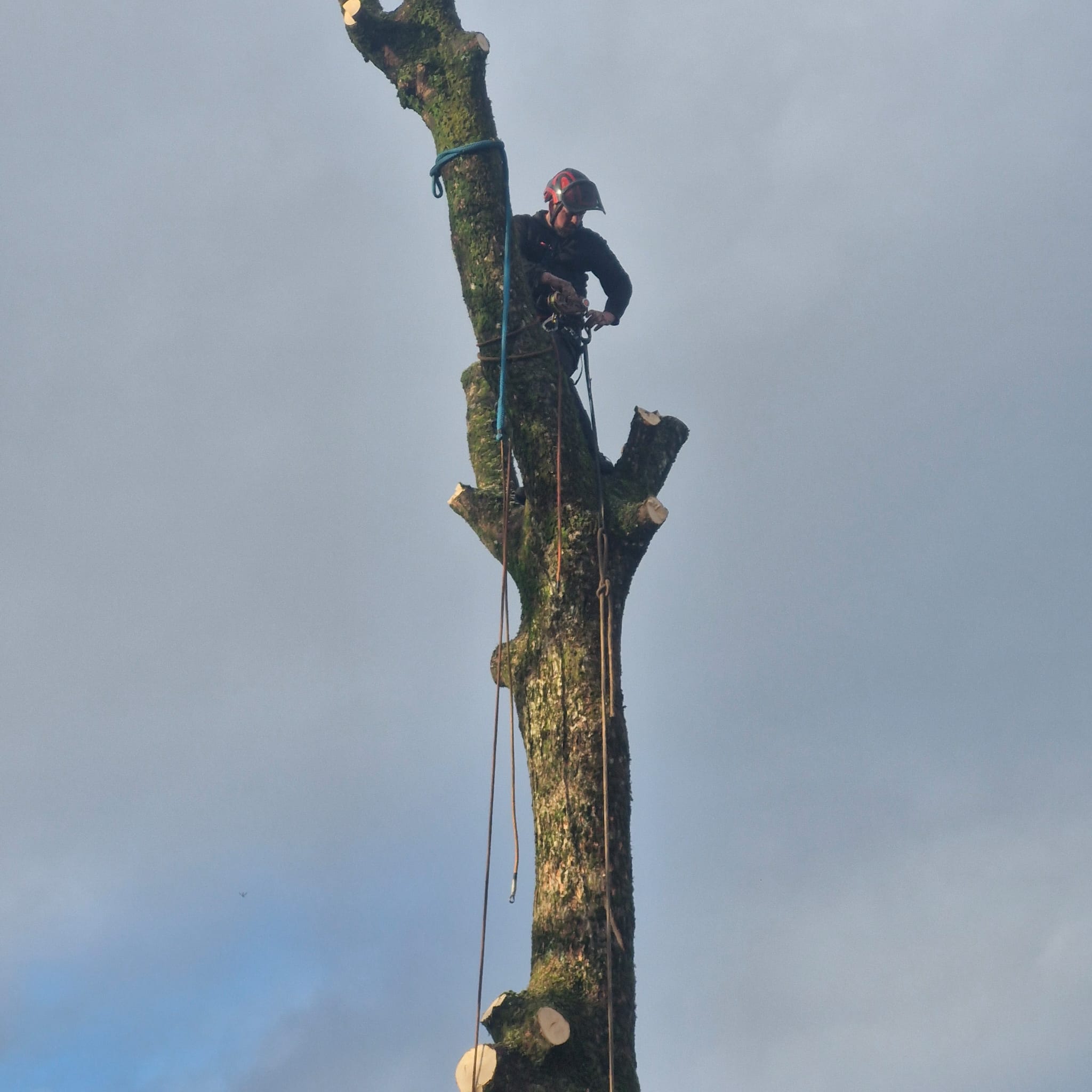 arborist-climbing-tall-dismantled-tree-trunk A tree surgeon in climbing gear works high up on a partially dismantled tree trunk using ropes