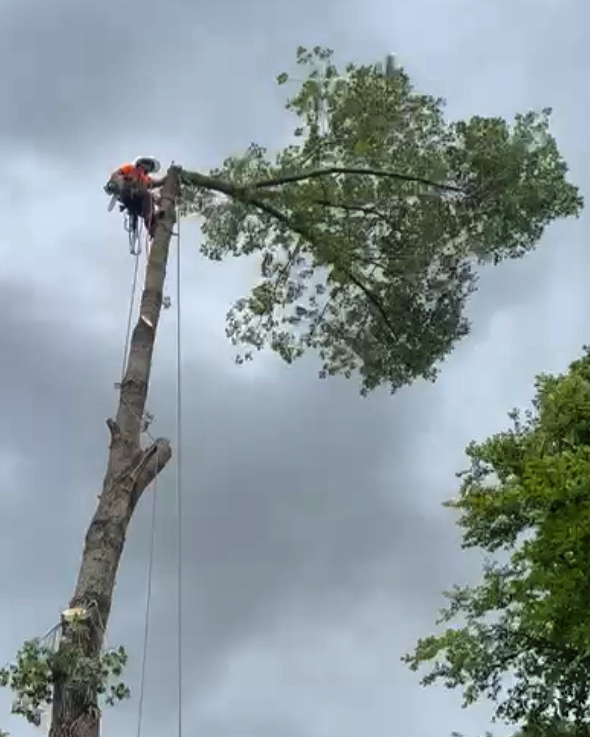 A harnessed tree surgeon uses a chainsaw to cut a large branch from the top of a tall tree against a cloudy sky.