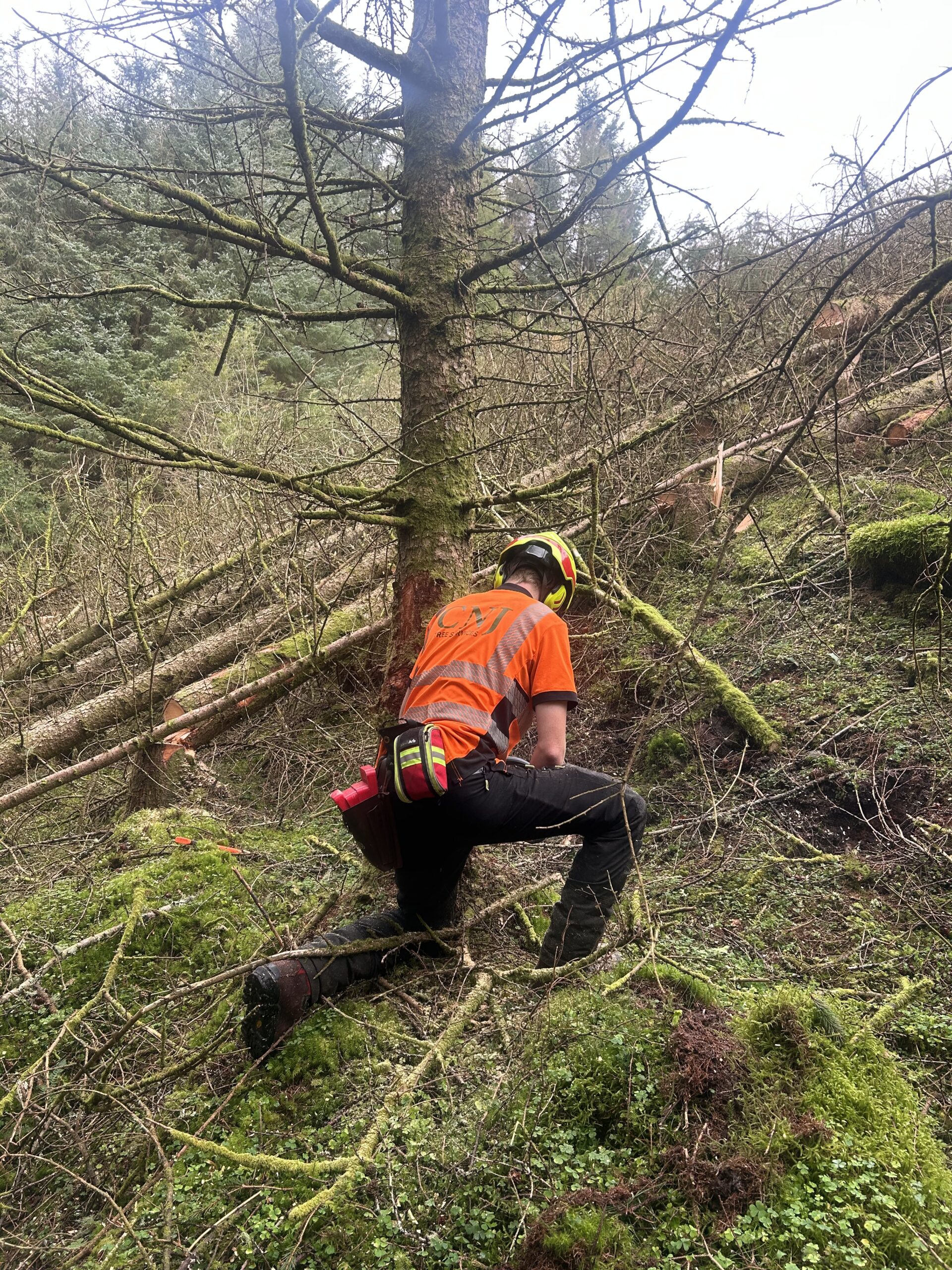 A CNJ Tree Services arborist in orange hi-vis kneels beside a fallen conifer, chainsaw in hand, clearing storm debris on a hillside.