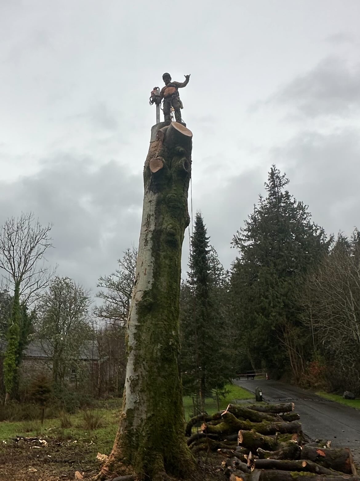 A tree surgeon stands triumphantly on top of a freshly cut tree stem after sectional dismantling