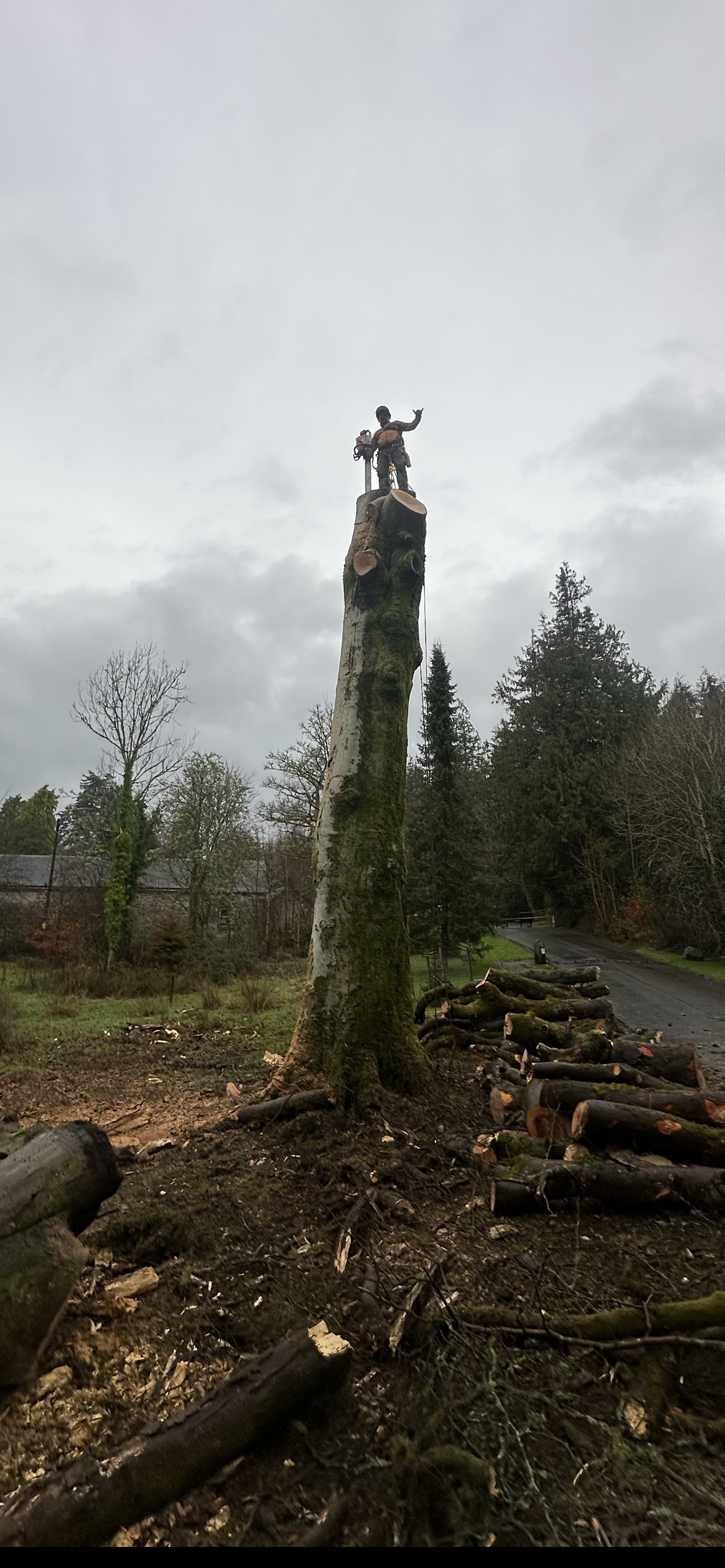 arborist-standing-atop-sectionally-felled-tree-trunk An arborist stands roped in at the very top of a large tree trunk that is being dismantled in sections
