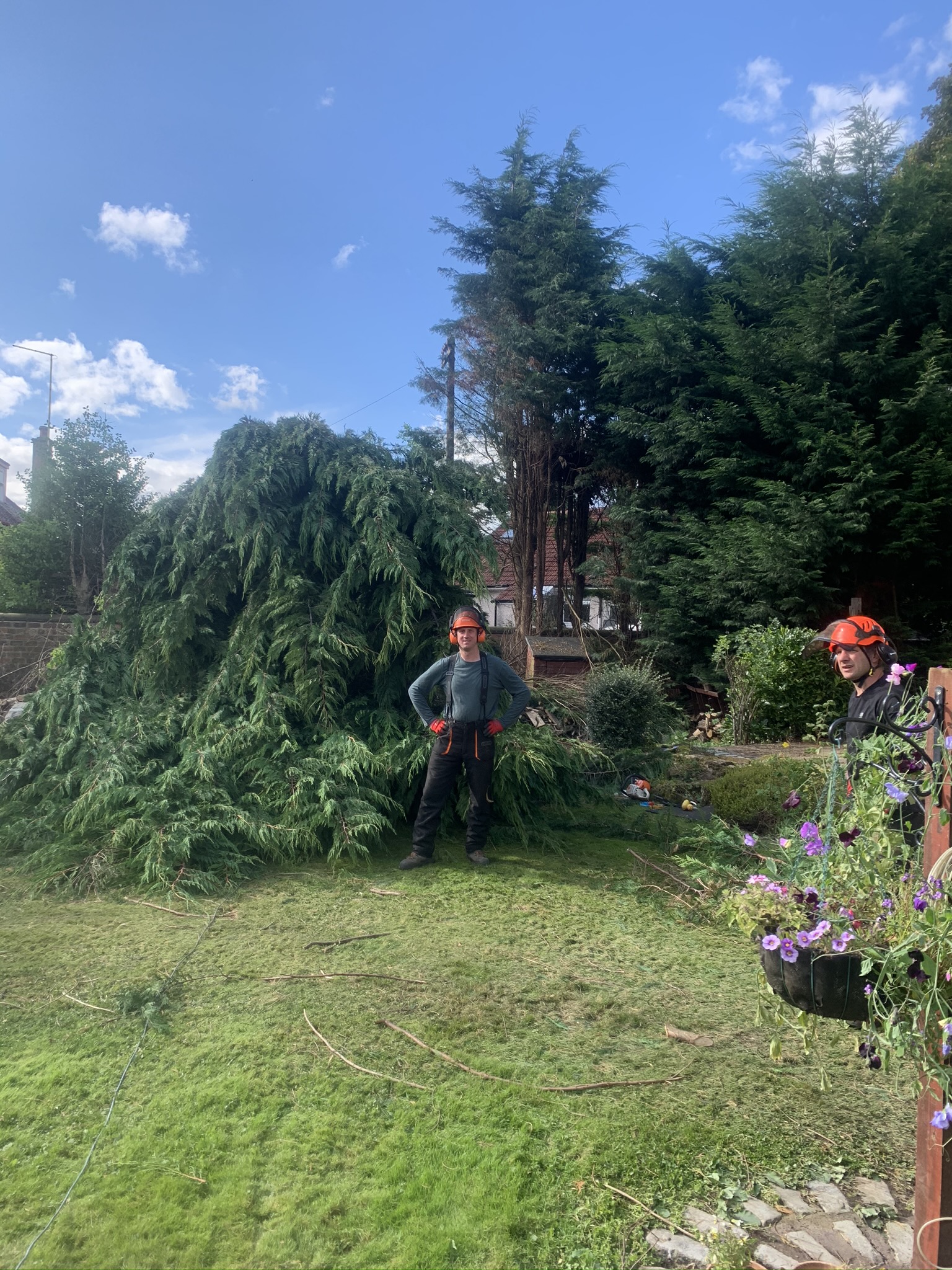 Arborists standing beside felled conifer branches on a lawn.