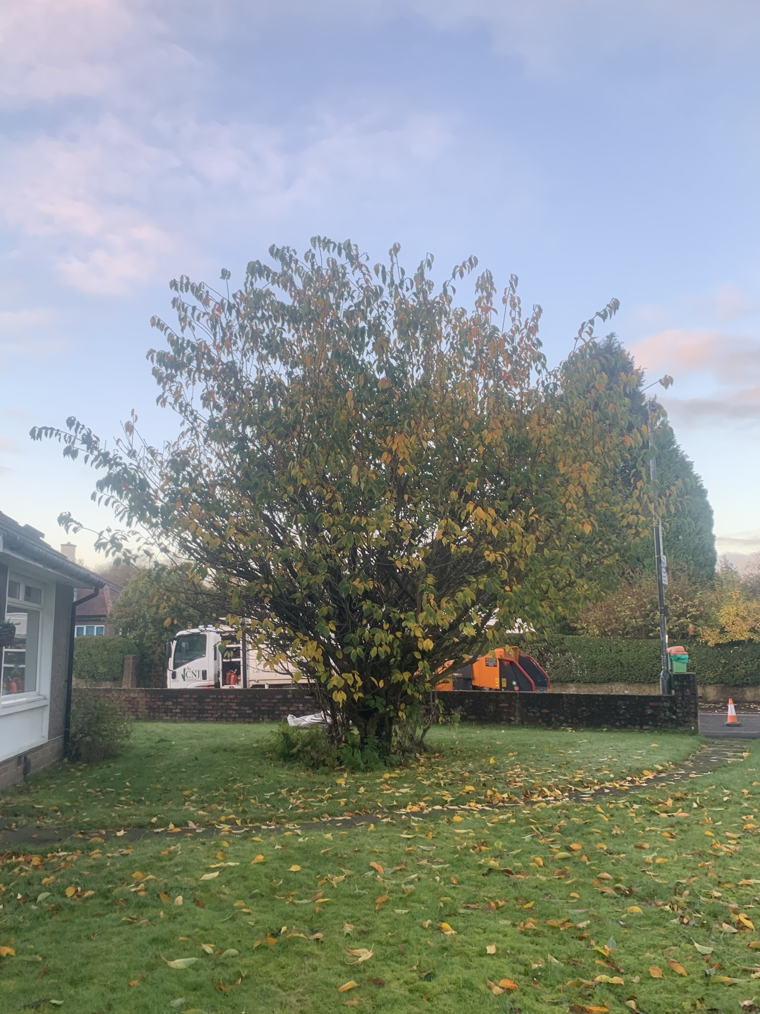 Gallery #5 A large autumn-colored tree in a front garden with a tree surgery truck and wood chipper parked on the street behind it.