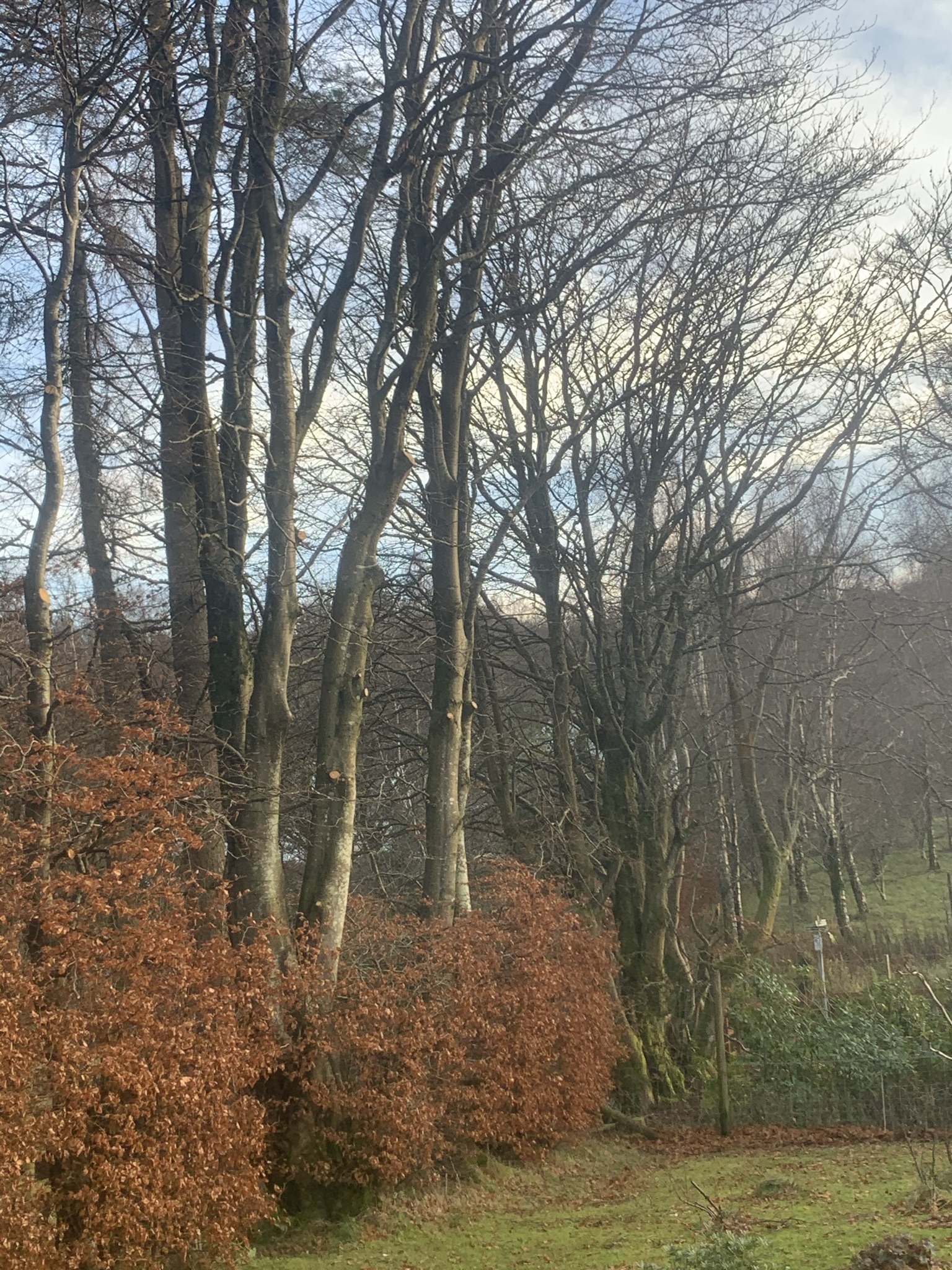 Gallery #6 A stand of tall bare beech trees with coppery dried leaves clinging to the lower branches in winter.