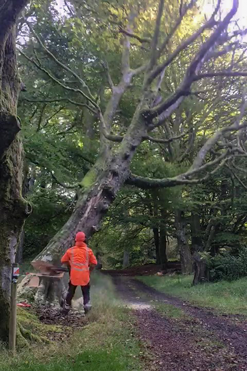 beech-tree-fell.jpg