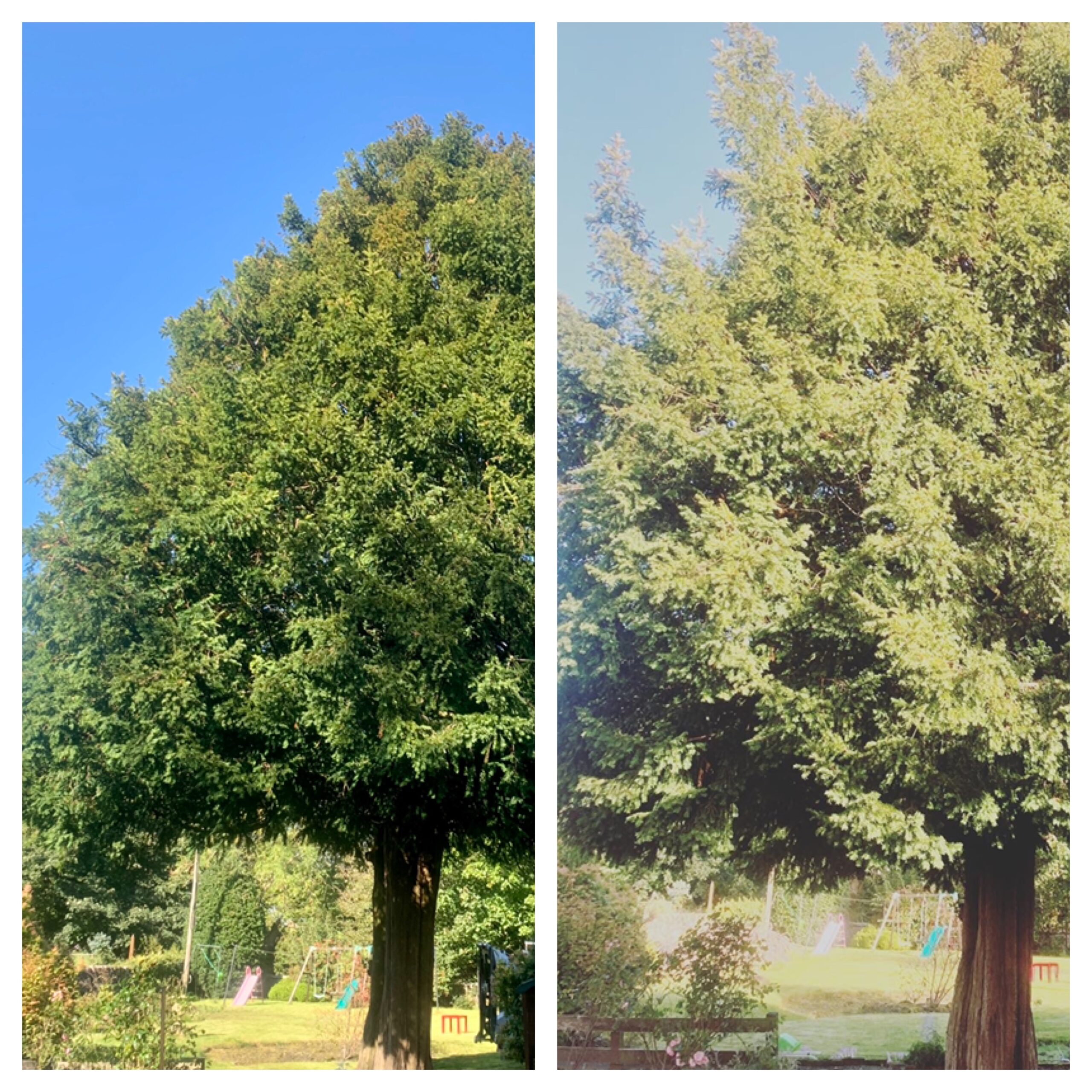 Gallery #7 A side-by-side before-and-after comparison of a large conifer tree's canopy after crown thinning work.