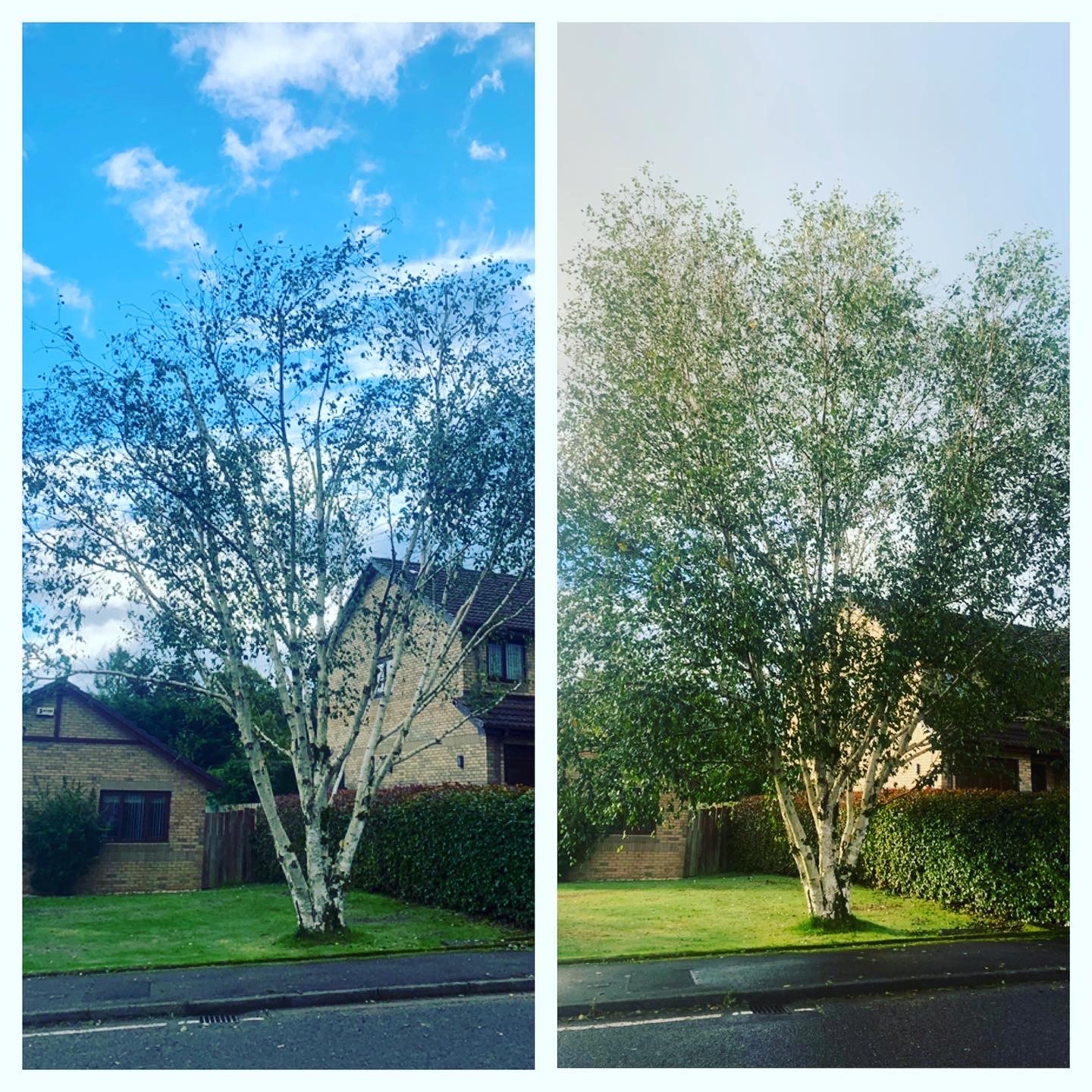 birch%20prune_edited.jpg