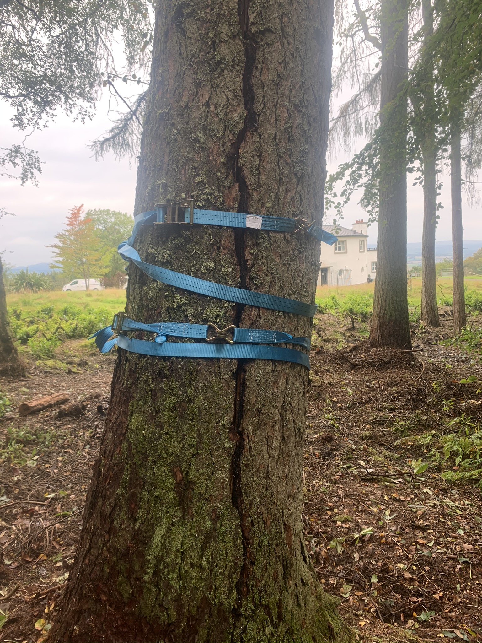 Gallery #8 Blue ratchet straps wrapped around a large tree trunk with a split in the bark, used to support the tree.