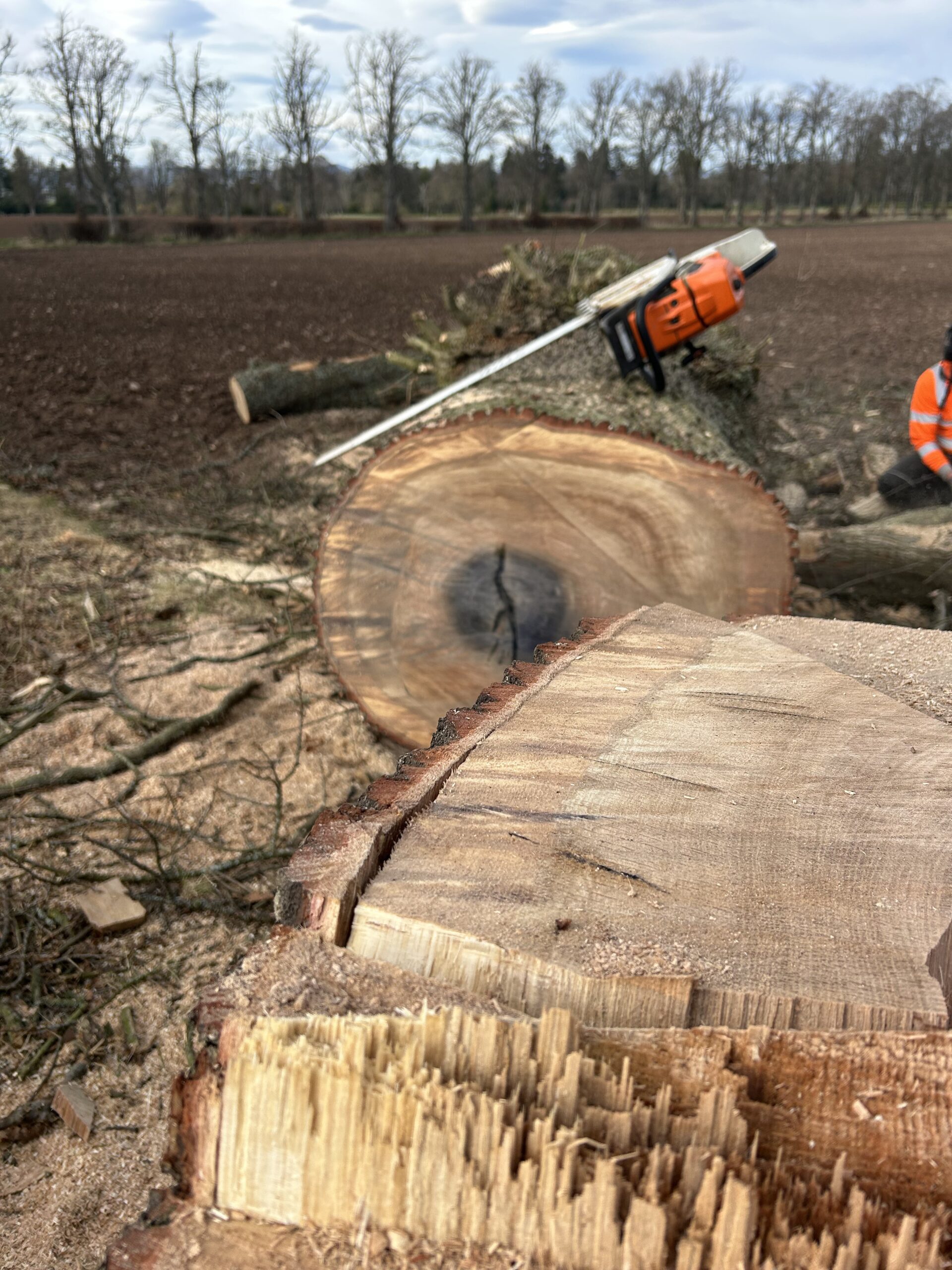 A chainsaw rests on a large freshly cut log cross-section in a field after tree felling work