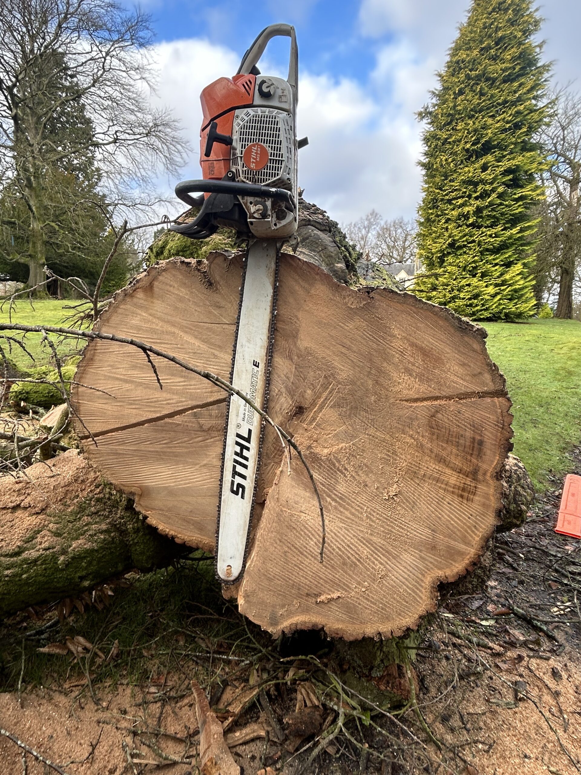 A Stihl chainsaw rests upright on the freshly cut cross-section of a large felled tree trunk
