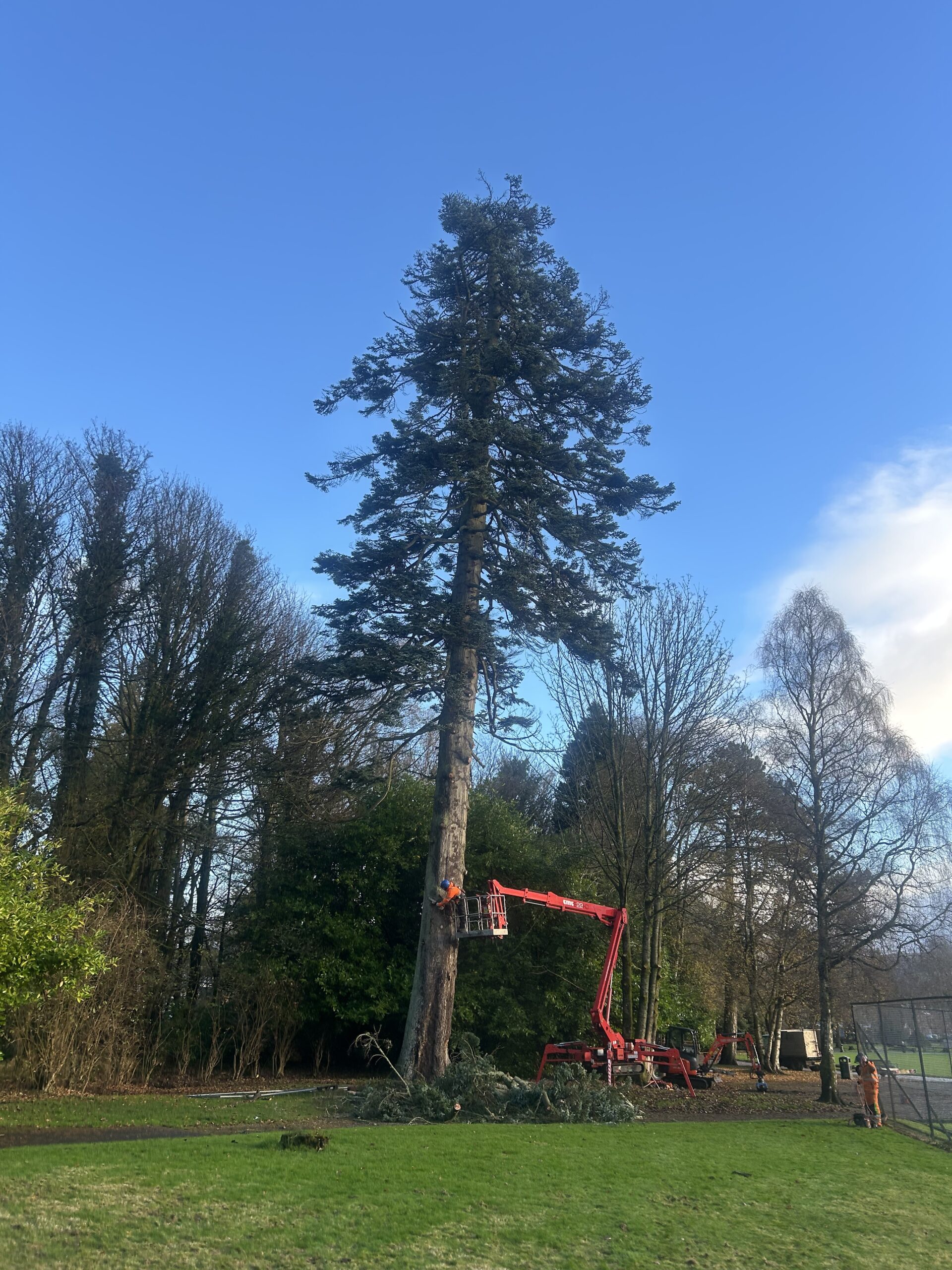 An arborist works from a cherry picker platform to prune a tall conifer tree in a park under clear blue sky.