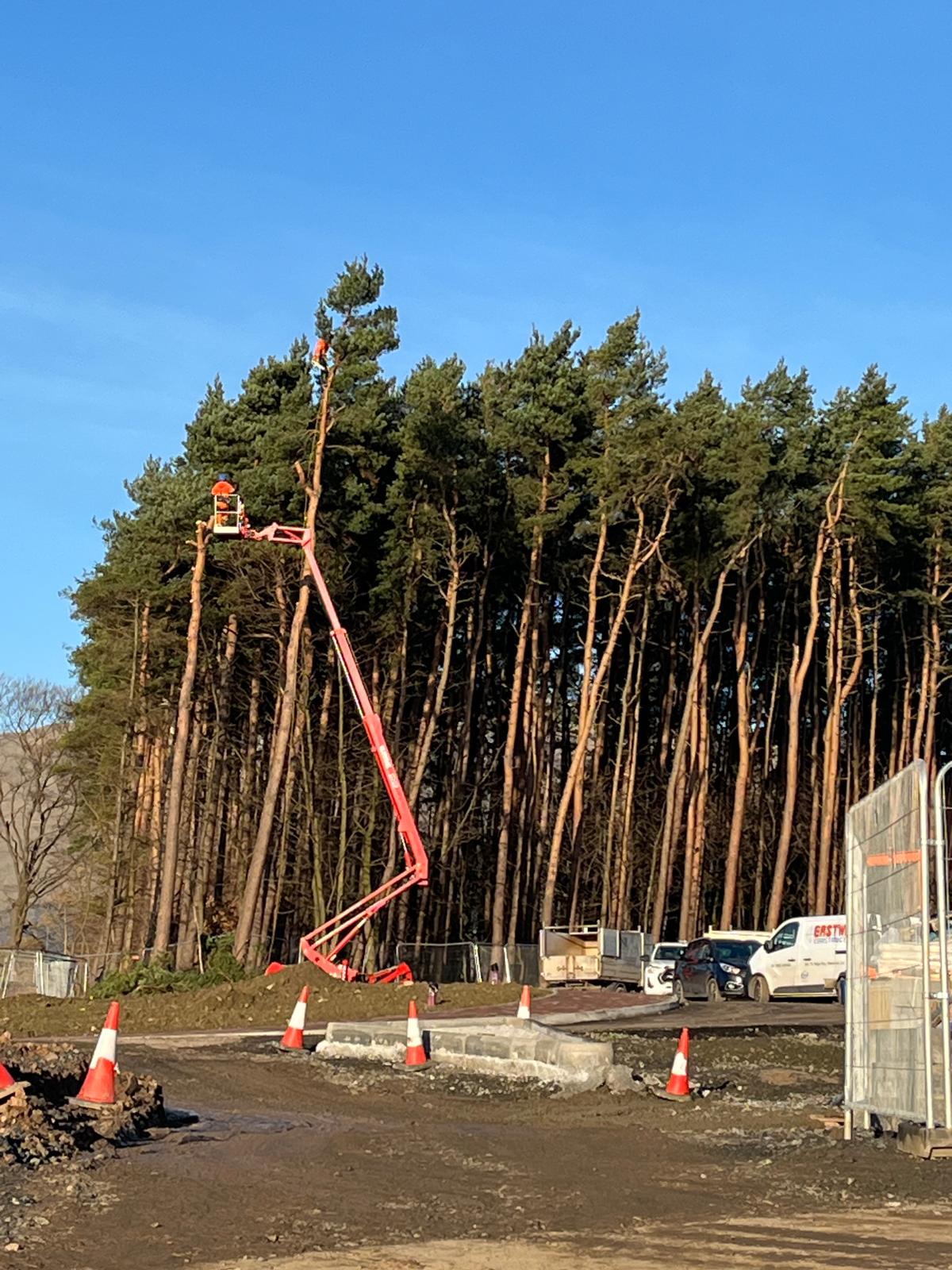 A cherry picker platform lifts a worker high into tall pine trees to carry out crown reduction work on a construction site