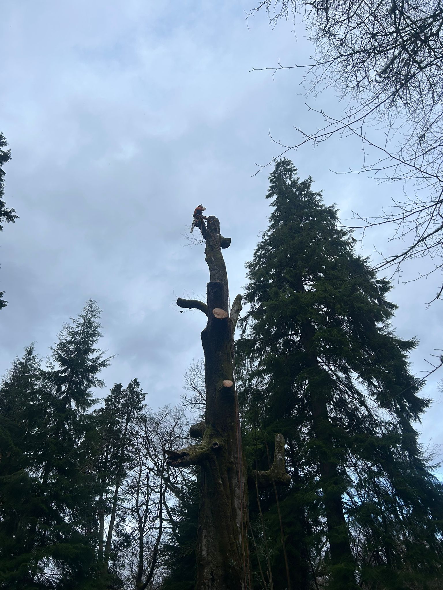 climber-cutting-top-of-dead-tree An arborist near the top of a tall dead tree uses a chainsaw to section-fell the trunk above surrounding conifers