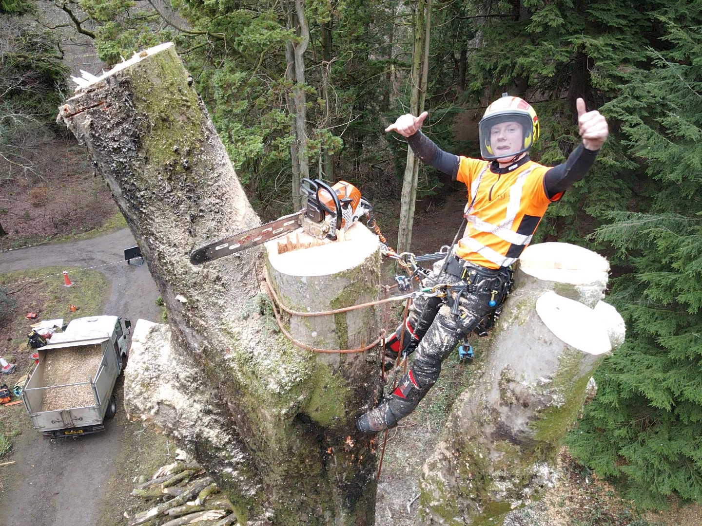 climber-roped-into-sectioned-tree-trunk A roped-up tree surgeon gives a thumbs up while perched on a sectionally dismantled tree trunk with a chainsaw resting on a cut section