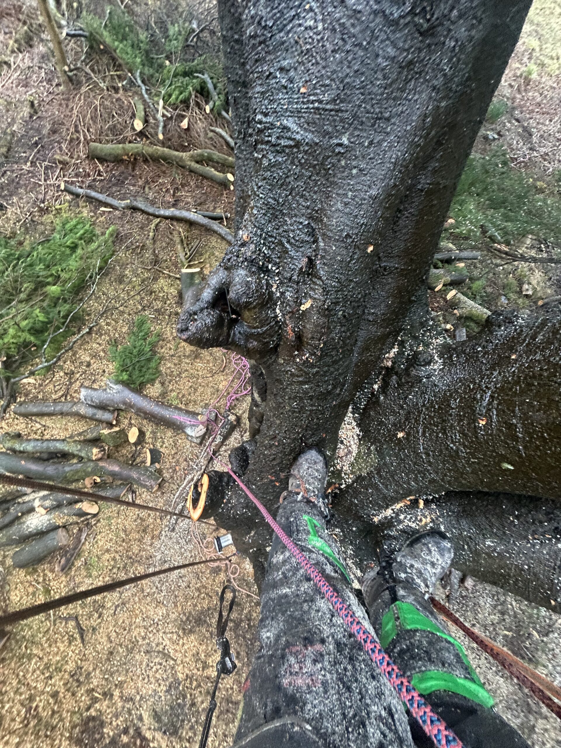 climber-boots-on-trunk-with-rigging-rope A tree surgeon's point-of-view looking down at his climbing boots braced against a tree trunk with a rigging rope