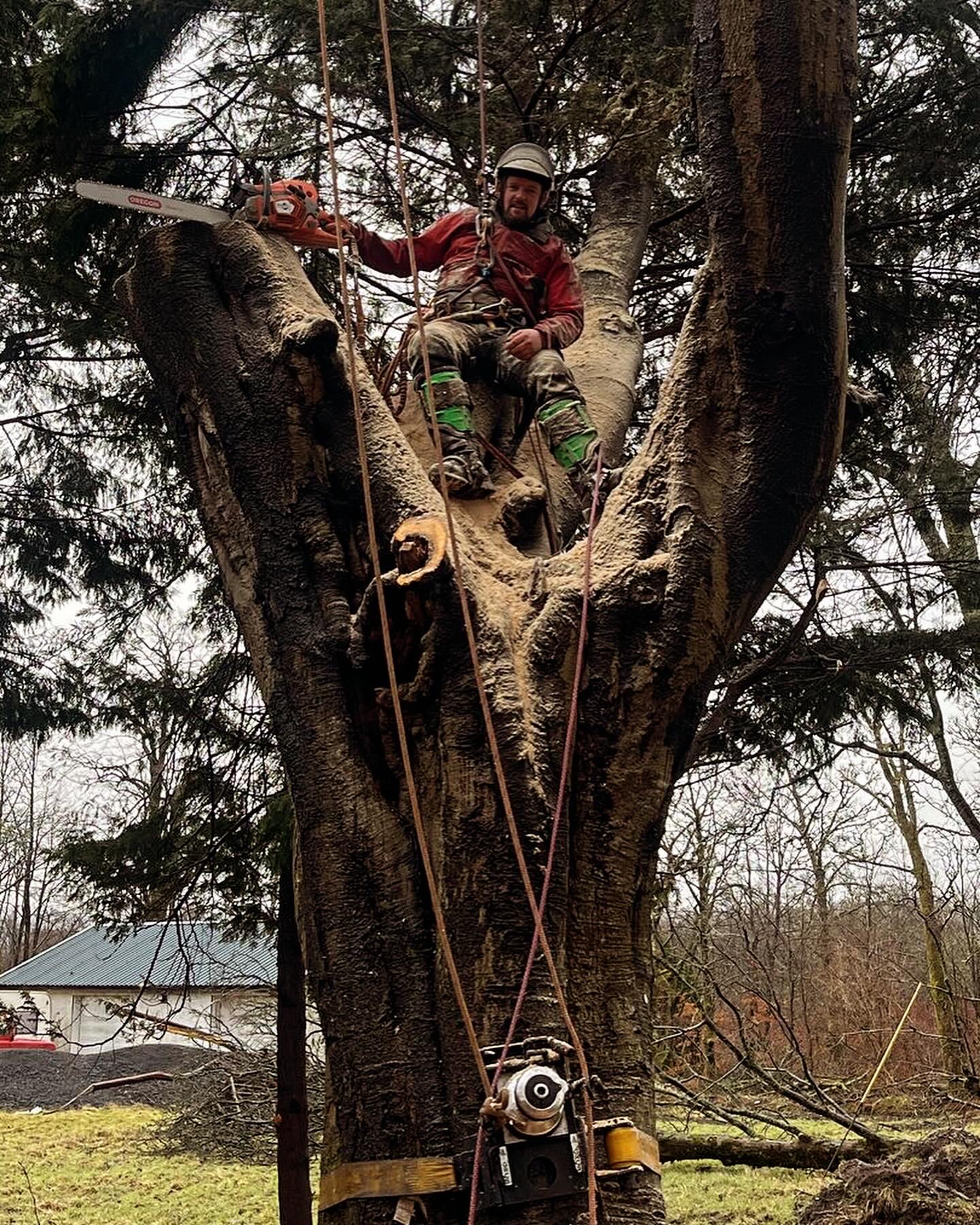 climber-with-chainsaw-cutting-hollow-tree-canopy A roped tree surgeon sitting in the crown of a large hollow tree, holding a chainsaw ready to dismantle sections of the trunk