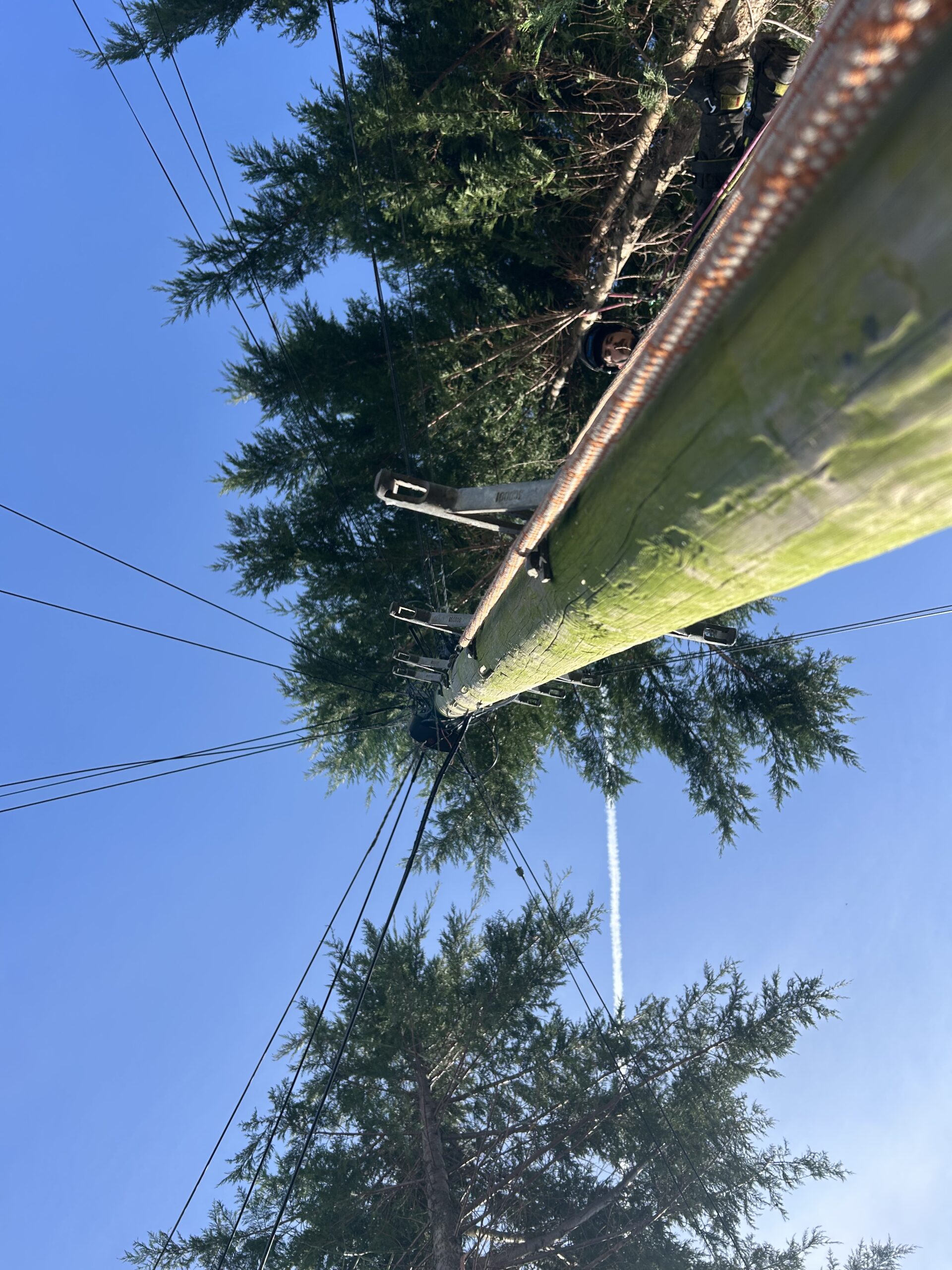 Tree surgeon working high up a conifer tree near overhead power lines, secured with cabling equipment.