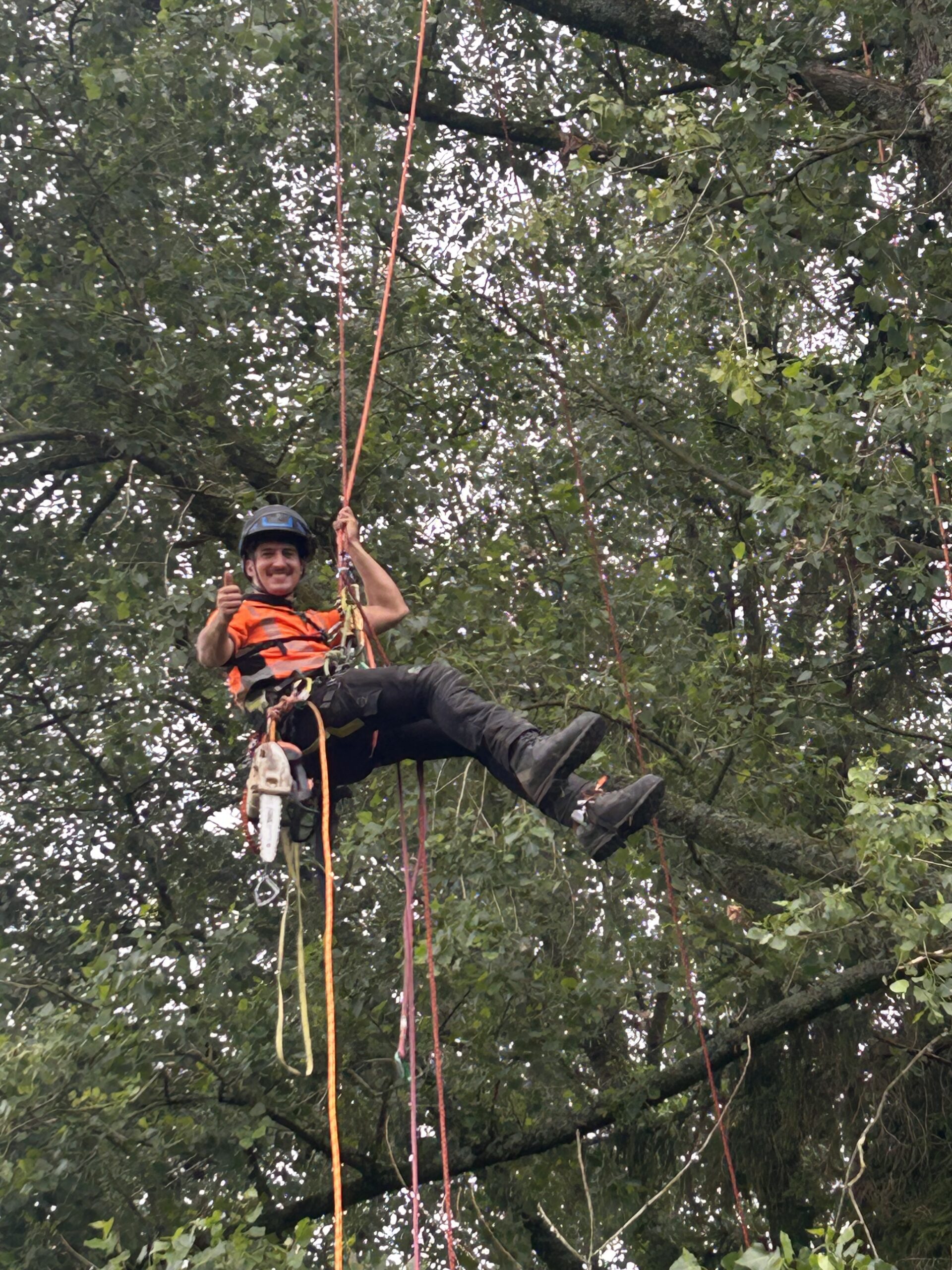 climbing-arborist-with-rope-harness-and-chainsaw-giving A tree surgeon suspended on climbing ropes high in a tree gives a thumbs up while wearing a chainsaw and harness