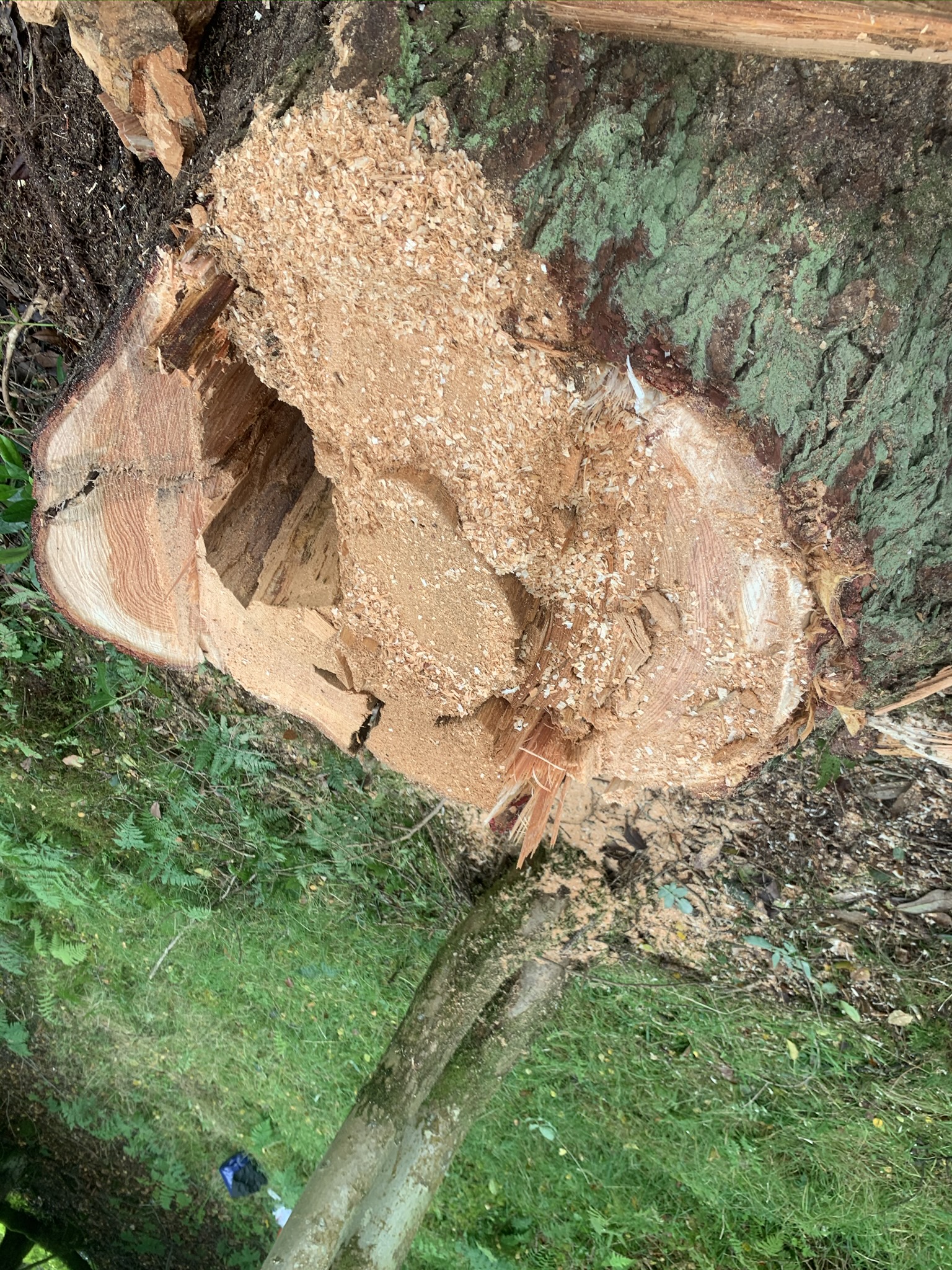 Gallery #13 Close-up of a freshly cut tree stump showing exposed wood grain and sawdust.