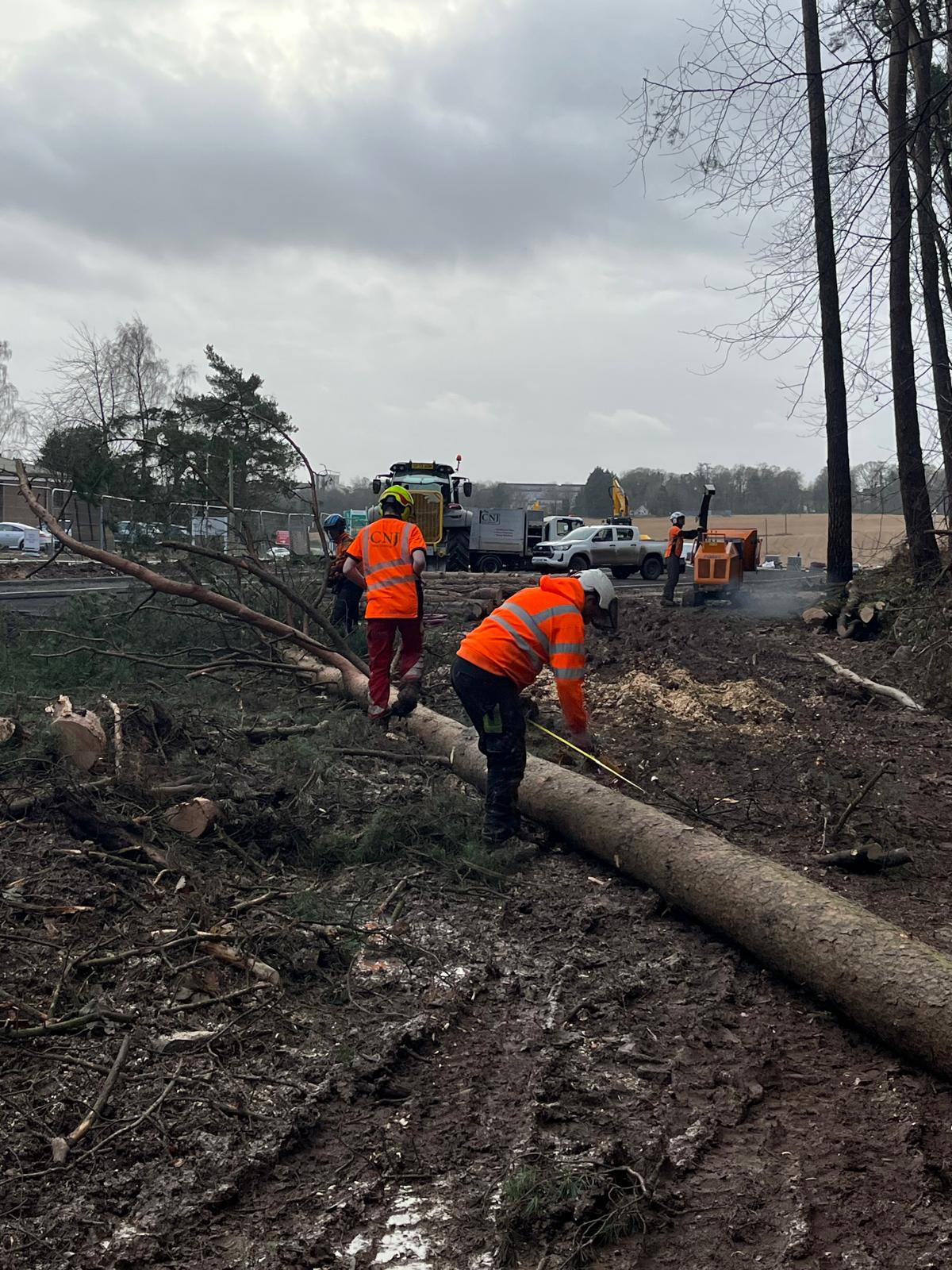 Tree surgeons in hi-vis clothing measuring and processing a felled tree trunk on a muddy clearance site with a wood chipper and tractor in the background.