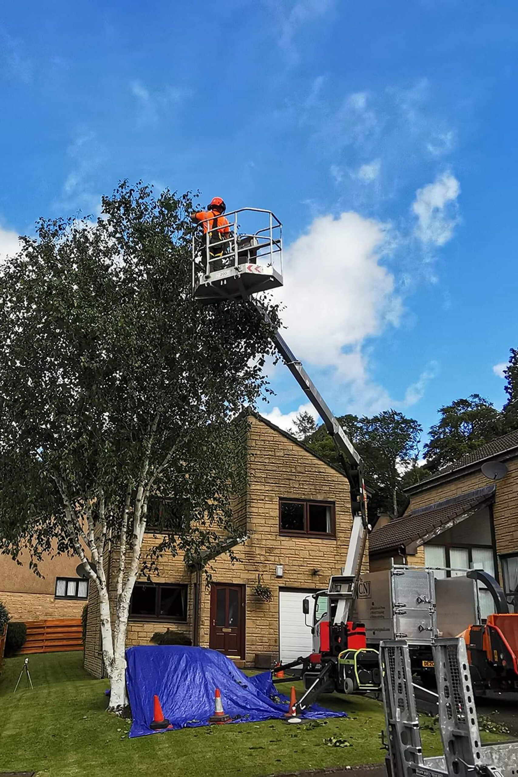 Crown reduction work carried out on a Glasgow tree