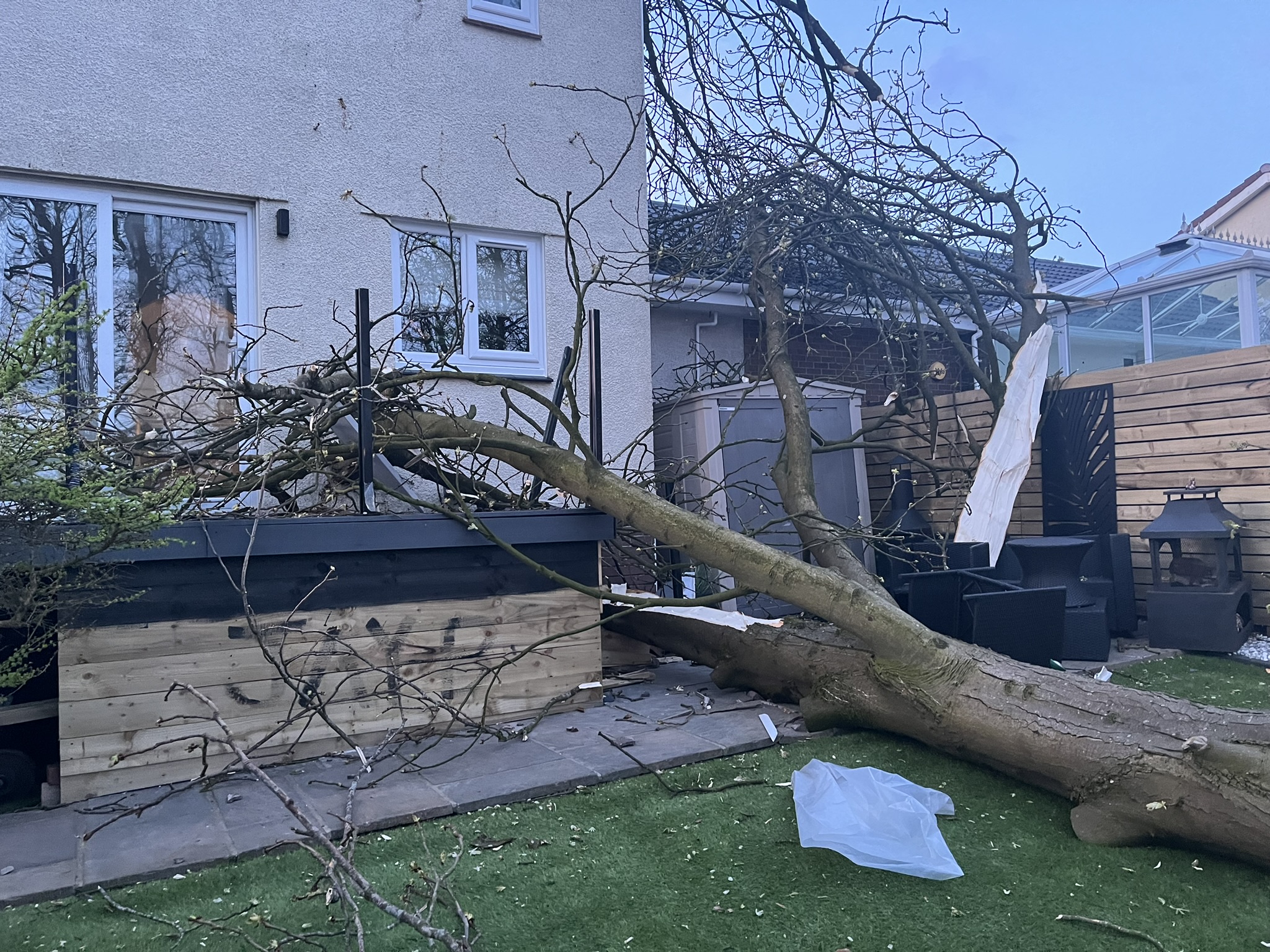 emergency-tree-surgery emergency-tree-surgery.JPEG