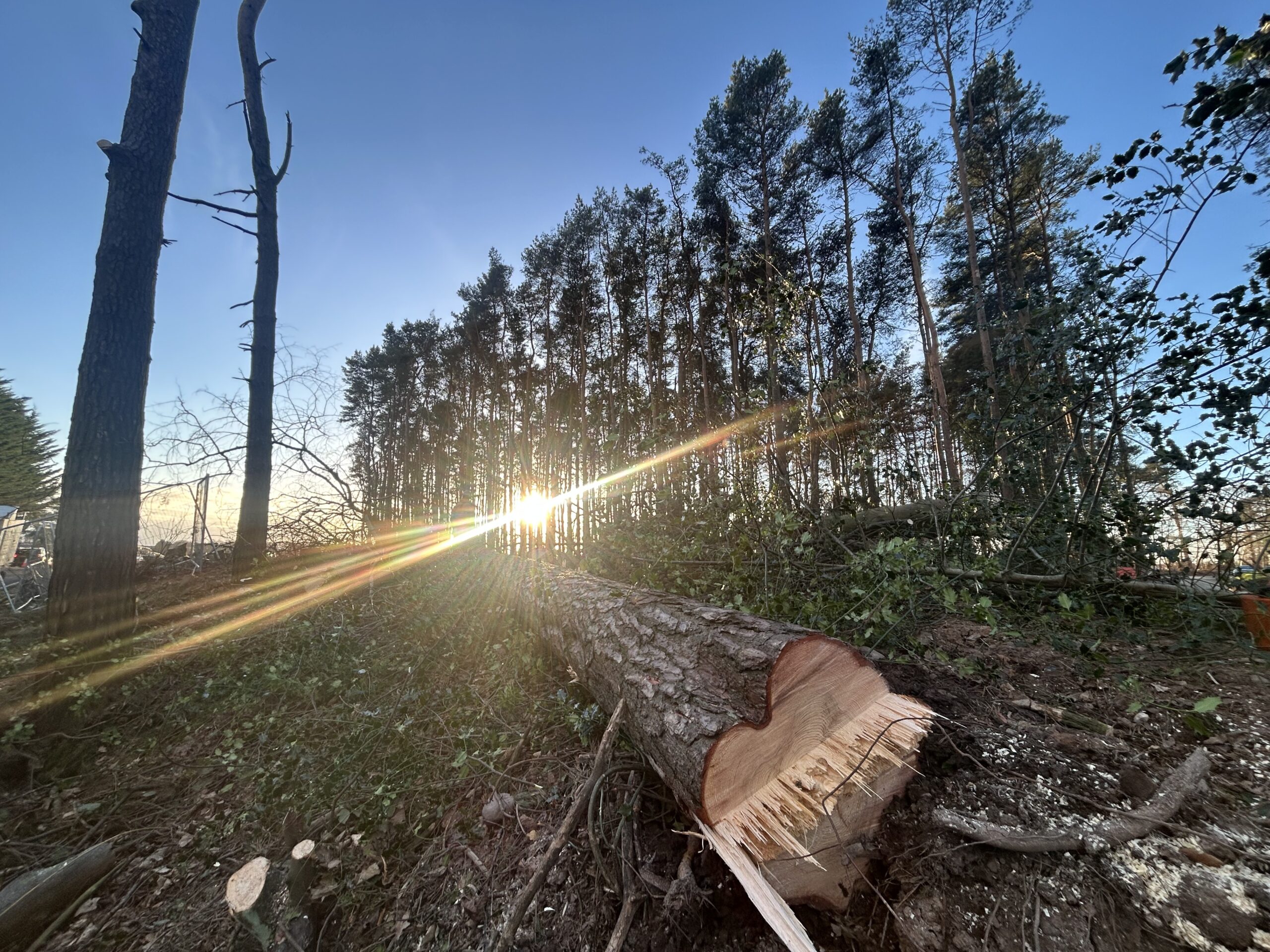 Felled log cross-section in woodland, part of the professional site survey and tree assessment process