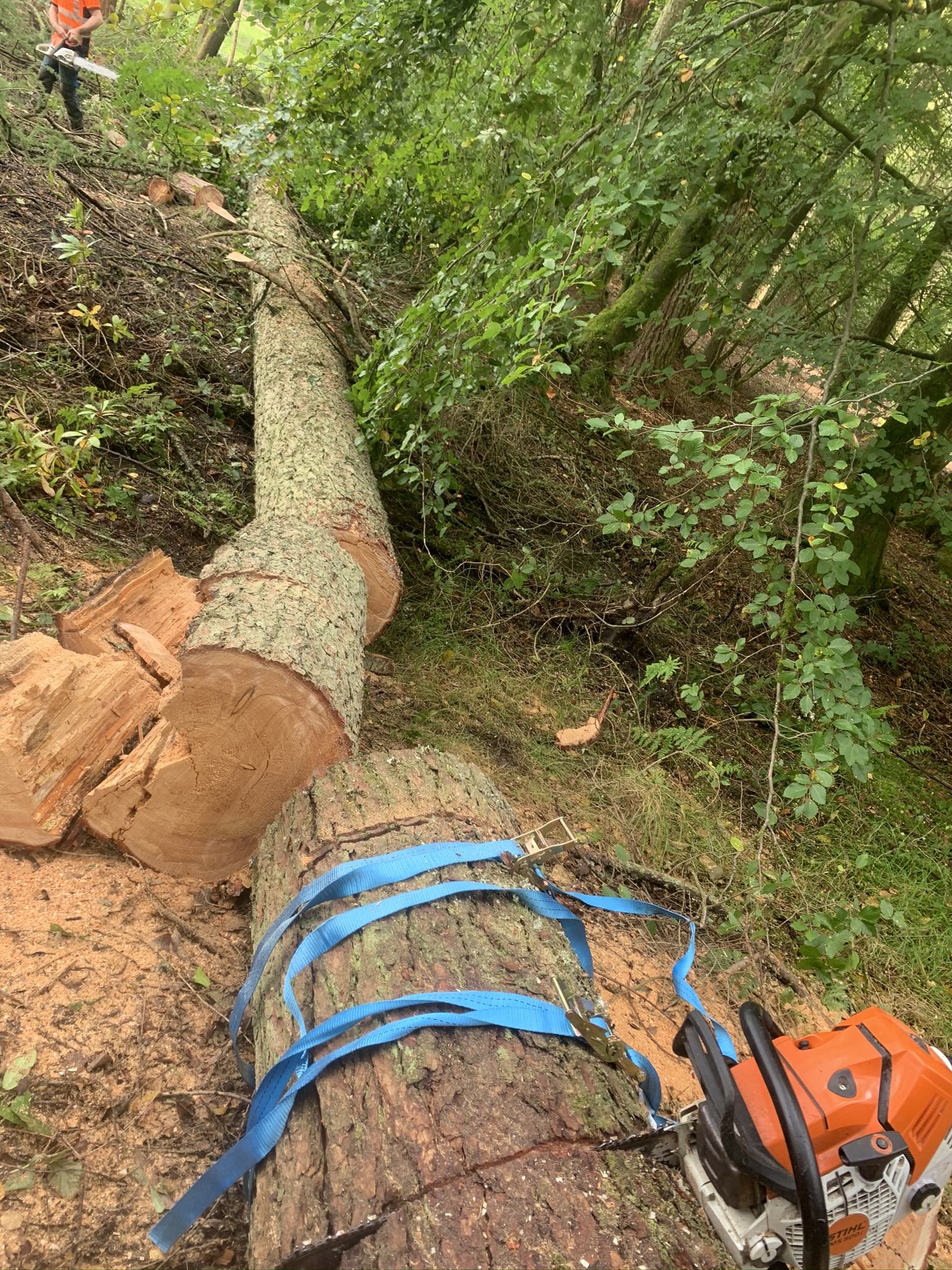 Gallery #14 A felled tree trunk on a wooded slope secured with blue ratchet straps next to a chainsaw.