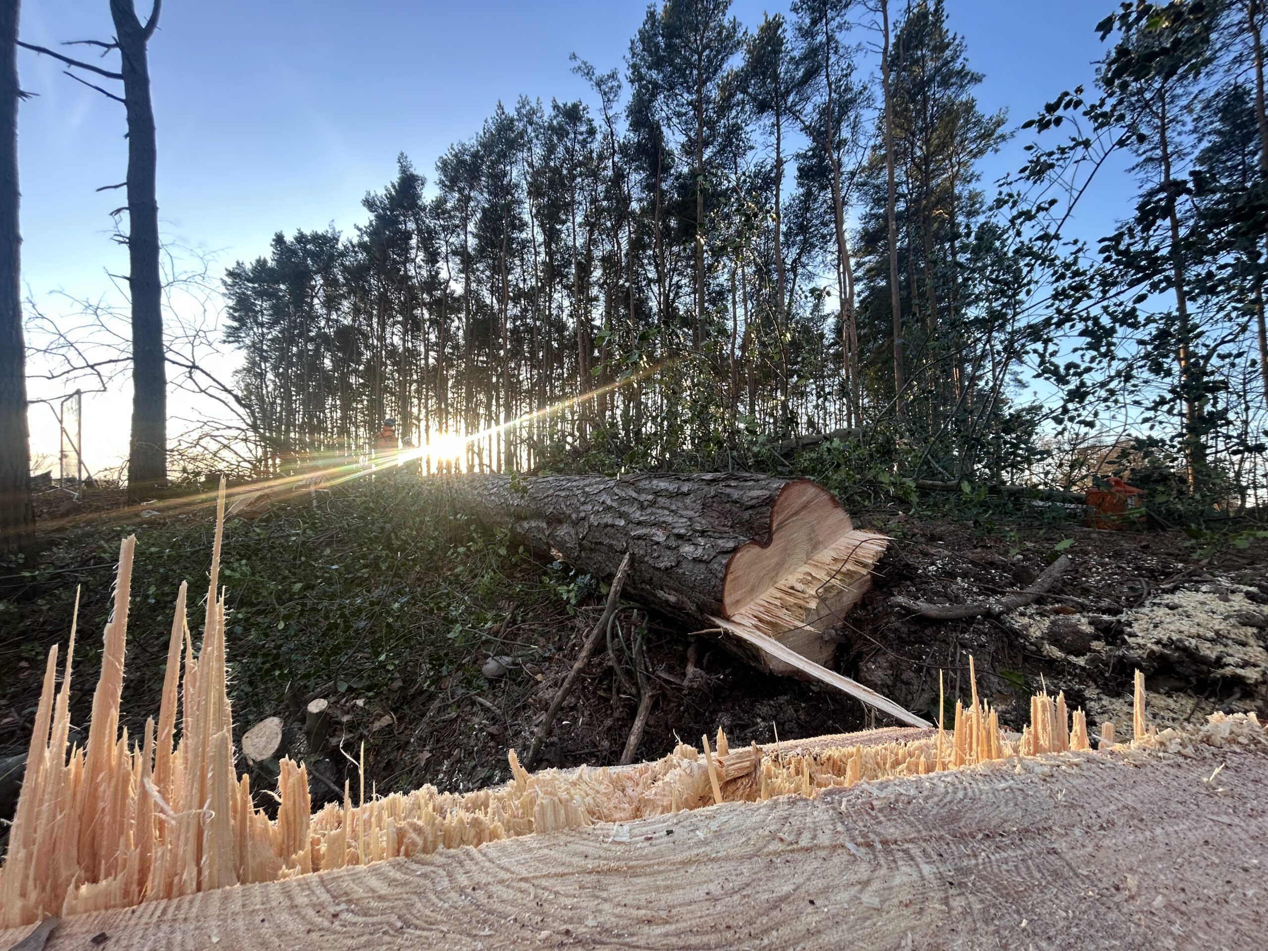 Felled tree trunk cross-section, illustrating the detailed tree condition assessment covered in a BS5837 survey