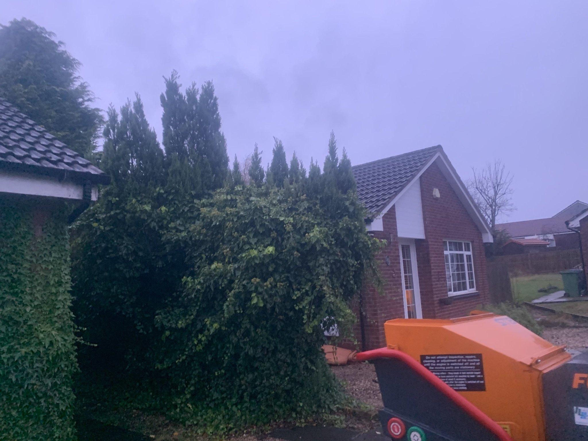 Gallery #16 A foggy garden scene with a tall conifer hedge, ivy-covered wall, and wood chipper beside a brick bungalow.