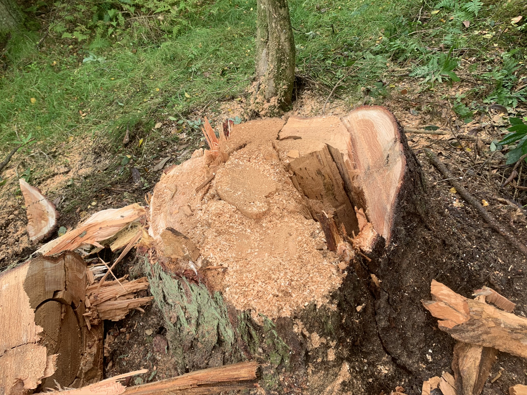 Freshly cut tree stump with sawdust after grinding
