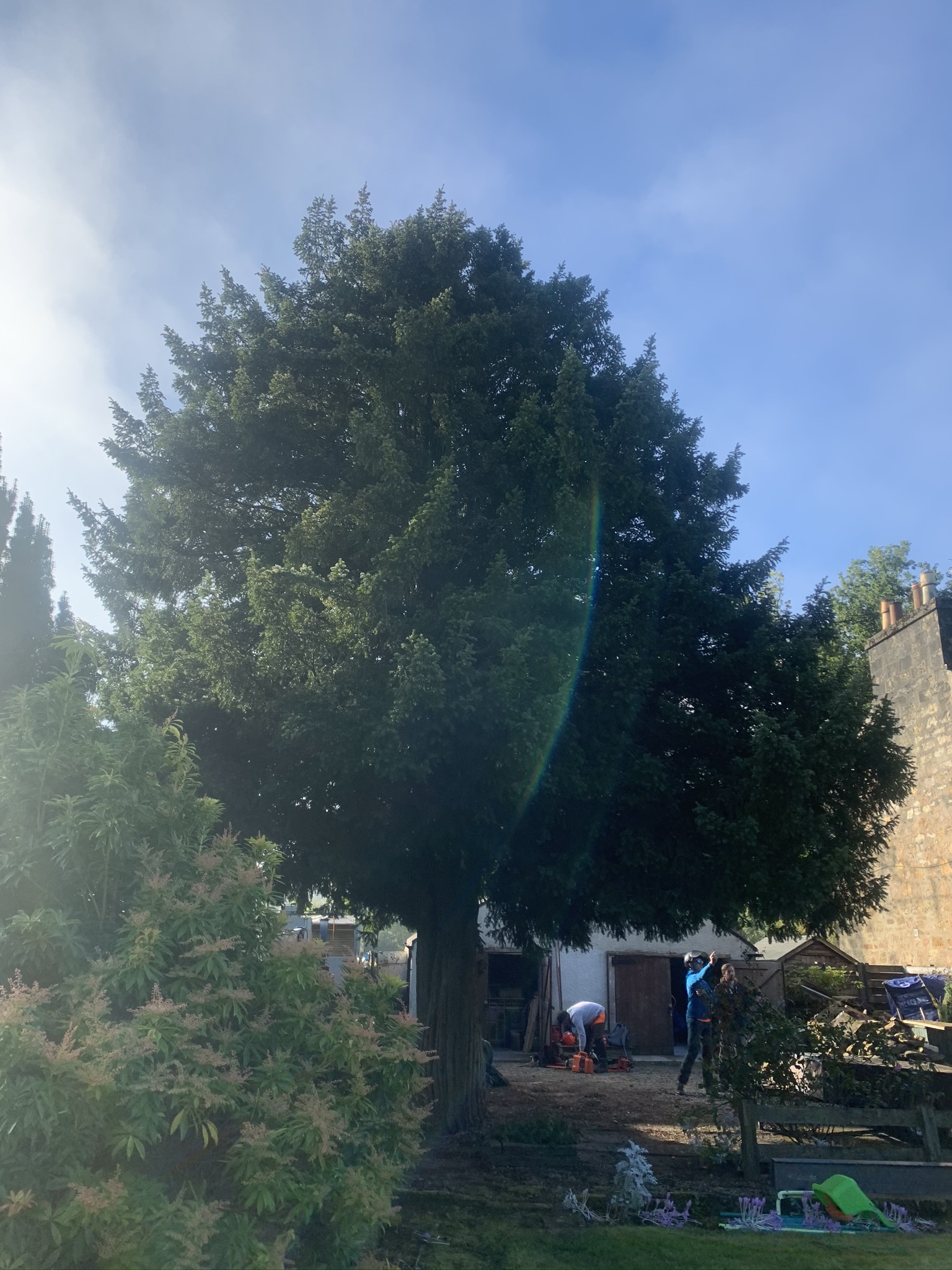 Gallery #21 Two tree surgeons working with chainsaws at the base of a large conifer tree beside a stone cottage.