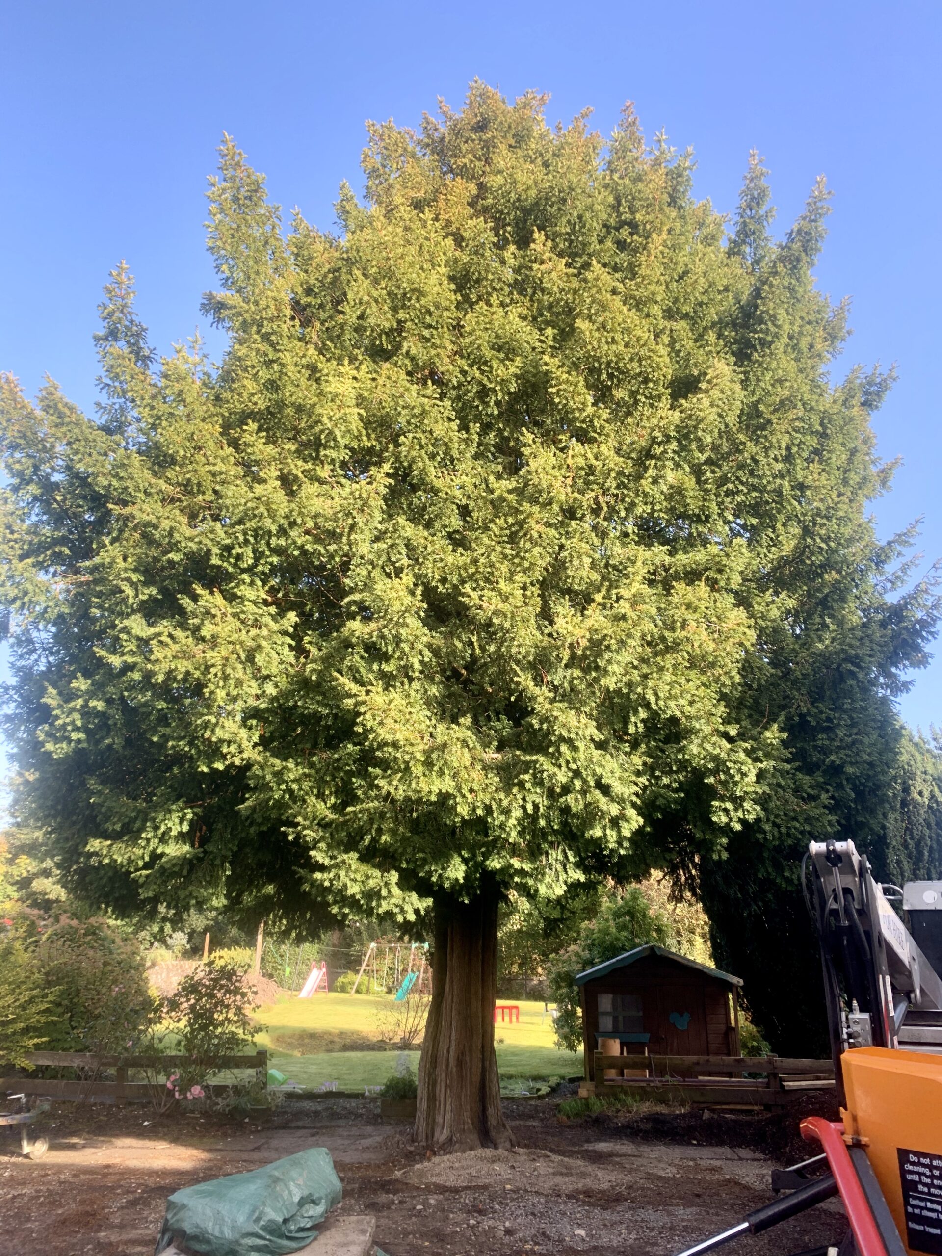 Gallery #22 A large, dense conifer tree standing over a back garden with a children's slide, swings, and a wooden playhouse.