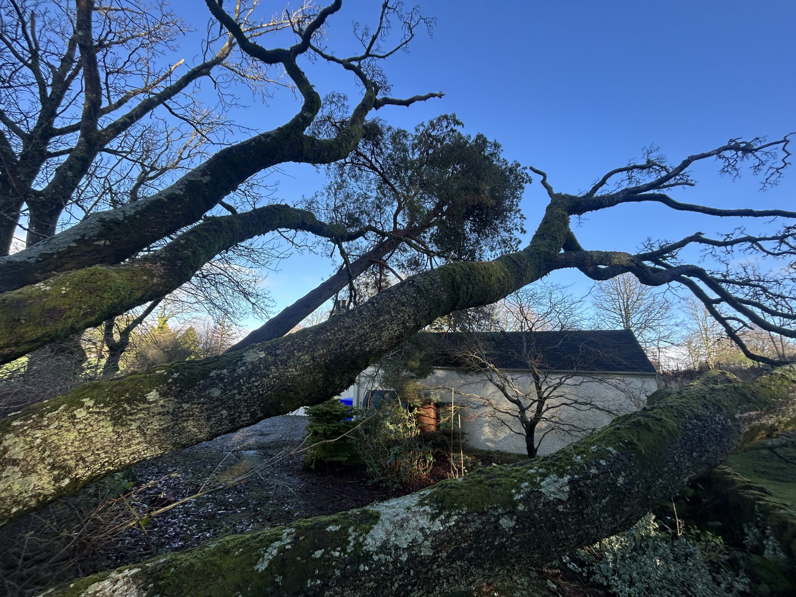 A large windblown tree trunk leaning across the roof of a garden outbuilding after storm damage.