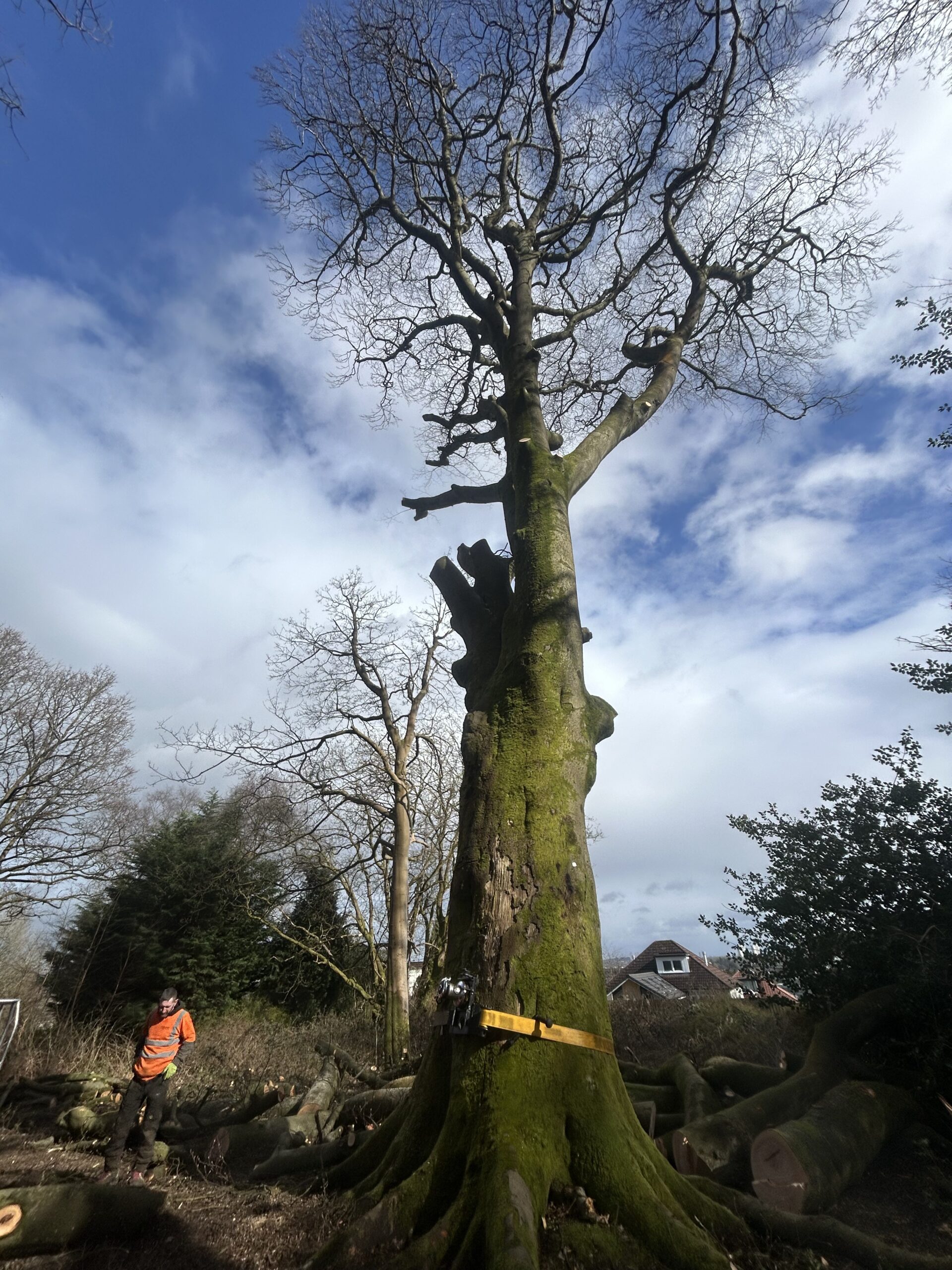 Large mature tree with a felling notch cut into the trunk and a strap attached, ready for controlled felling