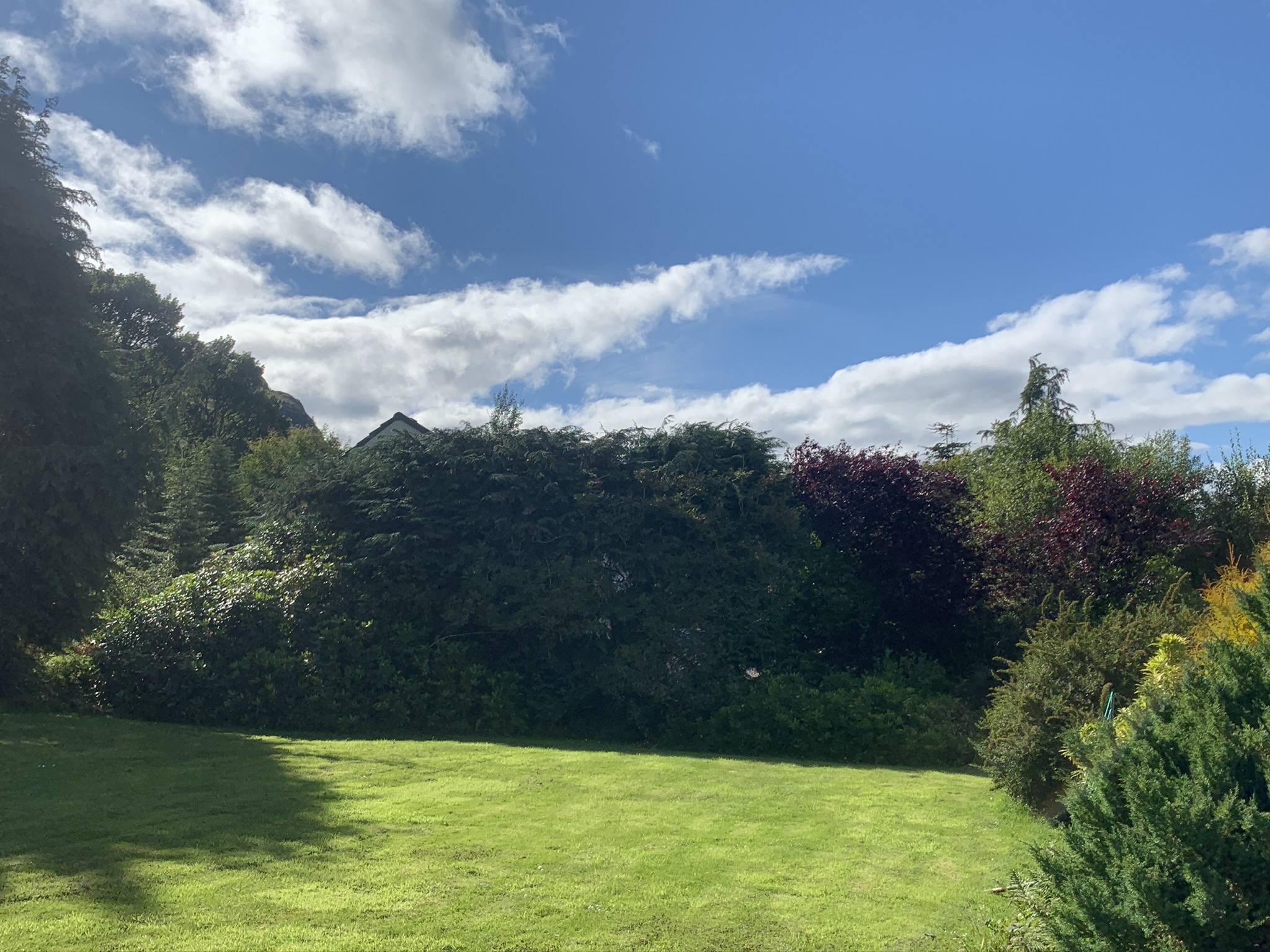 Gallery #24 A neatly mown lawn bordered by a tall conifer hedge and a dark copper beech tree under a blue sky.