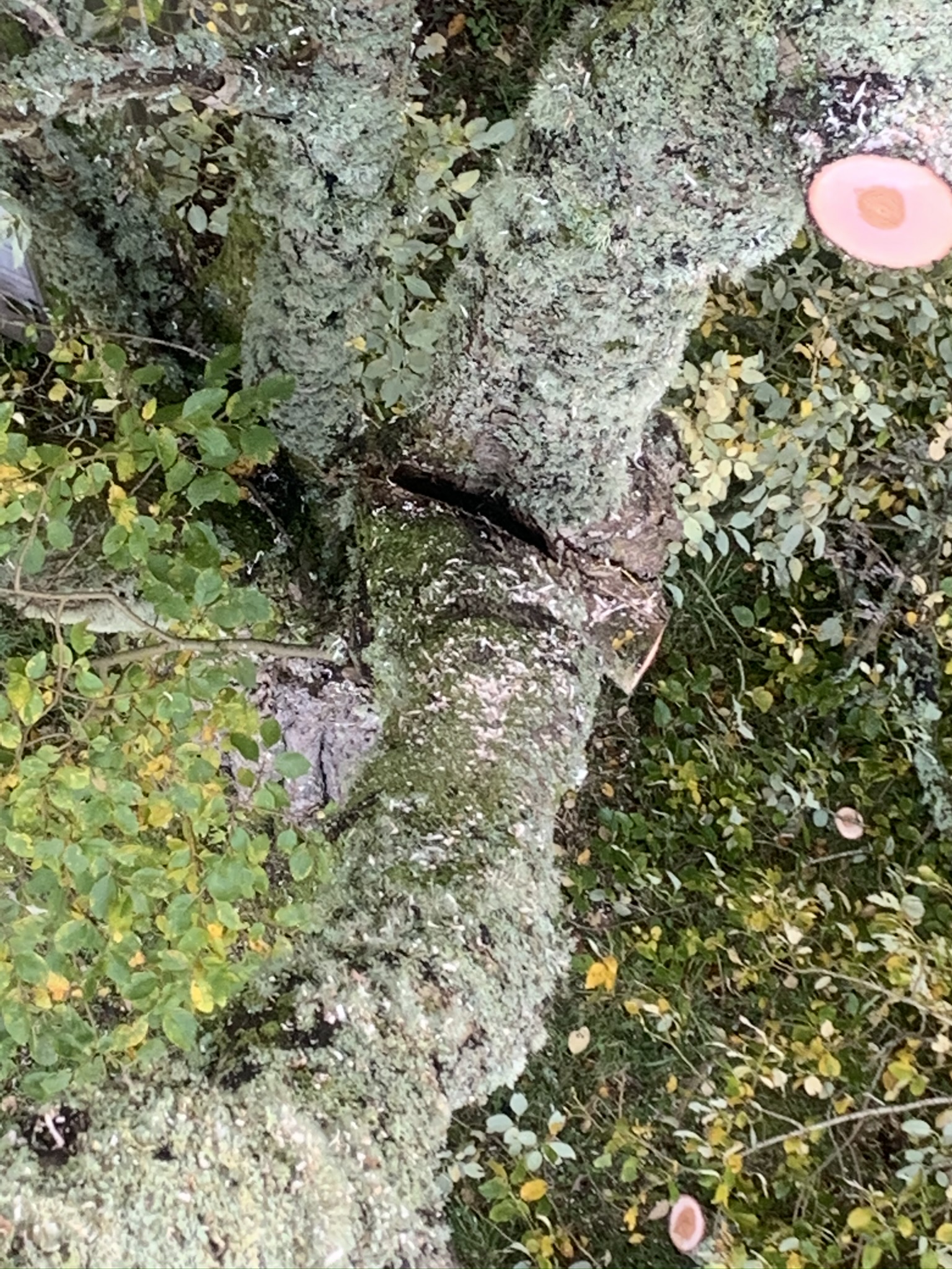 Gallery #26 Close-up of lichen-covered tree bark showing a deep vertical split in the trunk.