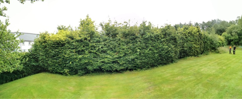 Gallery #27 A long, neatly trimmed hedge running across an open lawn with two workers standing at the far end.