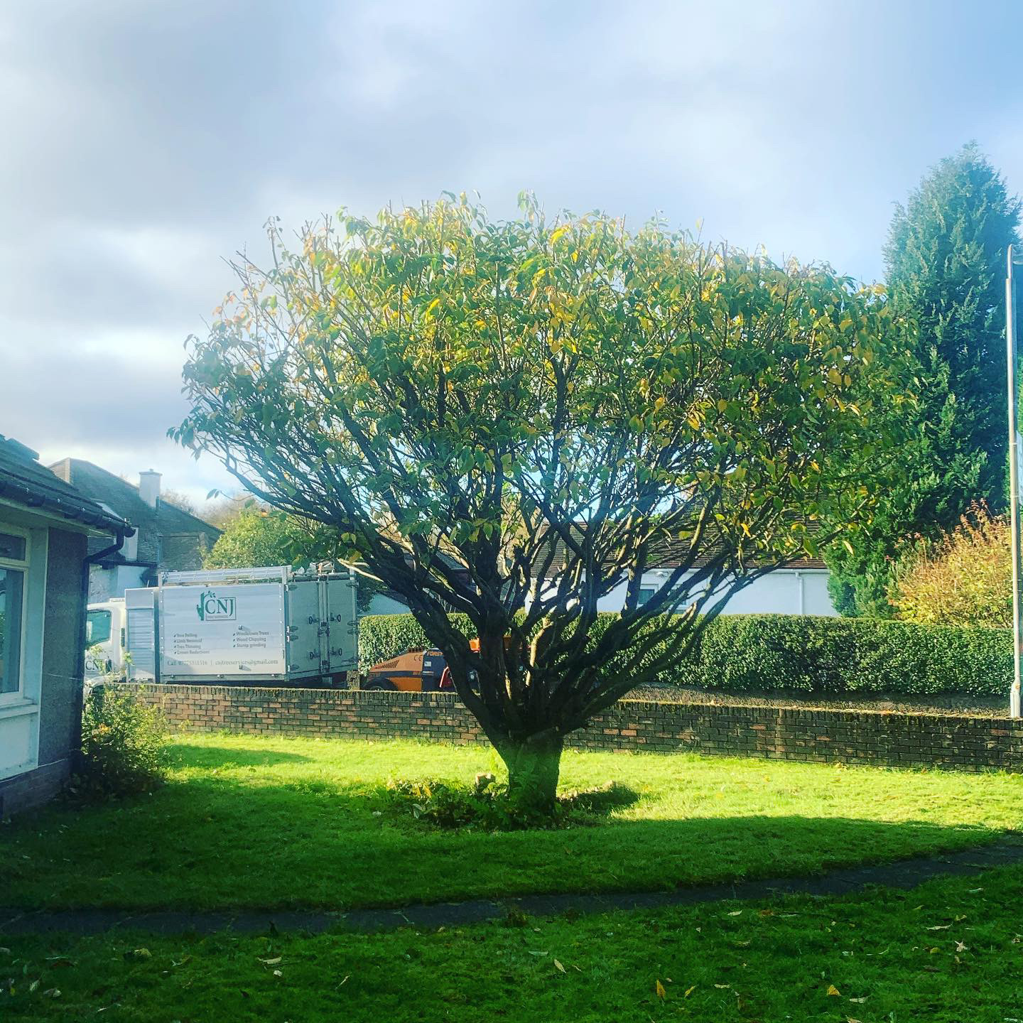 Gallery #28 A crown-lifted multi-stemmed garden tree on a front lawn with the CNJ Tree Services van parked behind it.