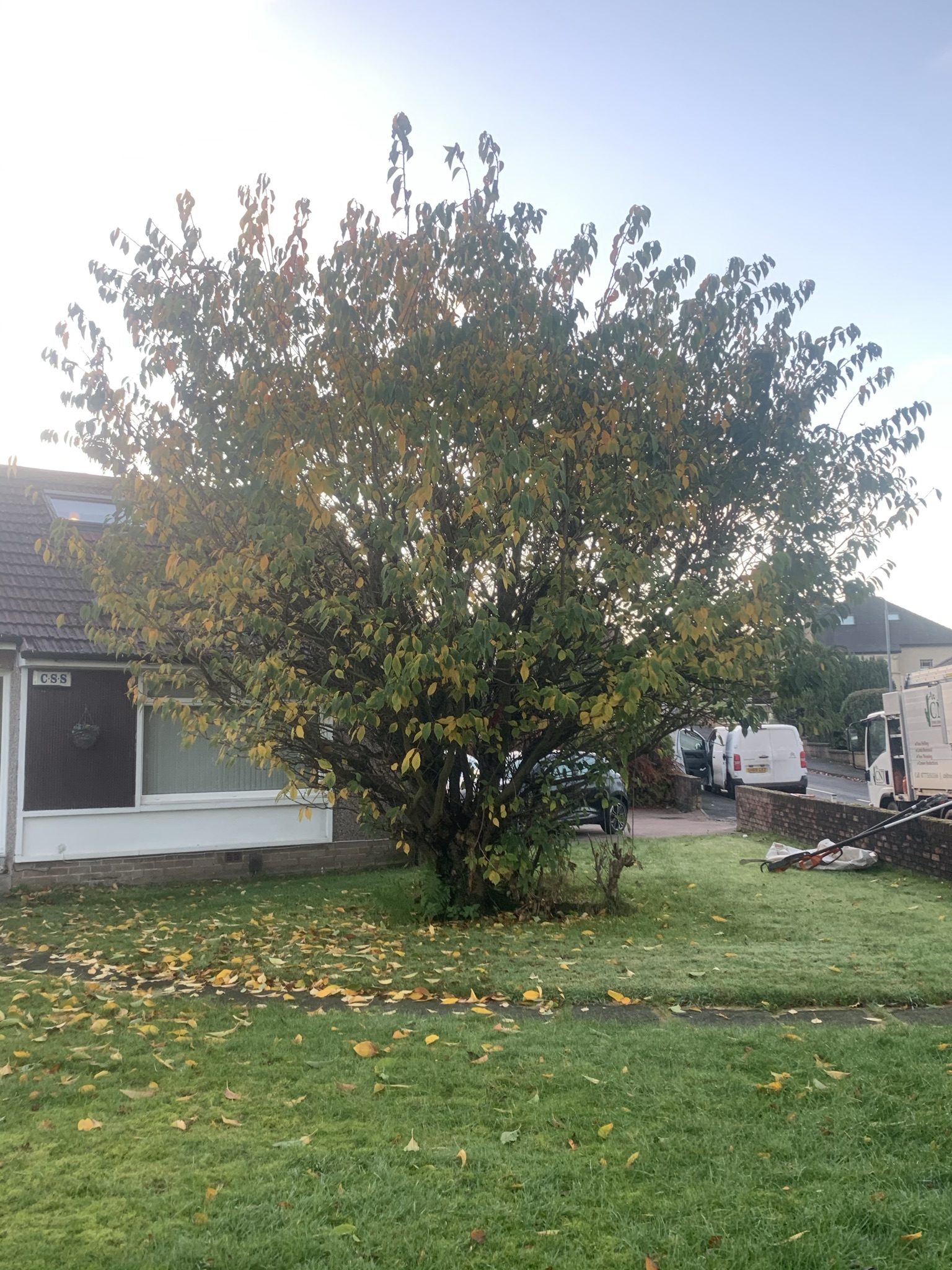 Gallery #29 A bushy multi-stemmed tree with autumn-coloured leaves on a front garden lawn next to a bungalow.