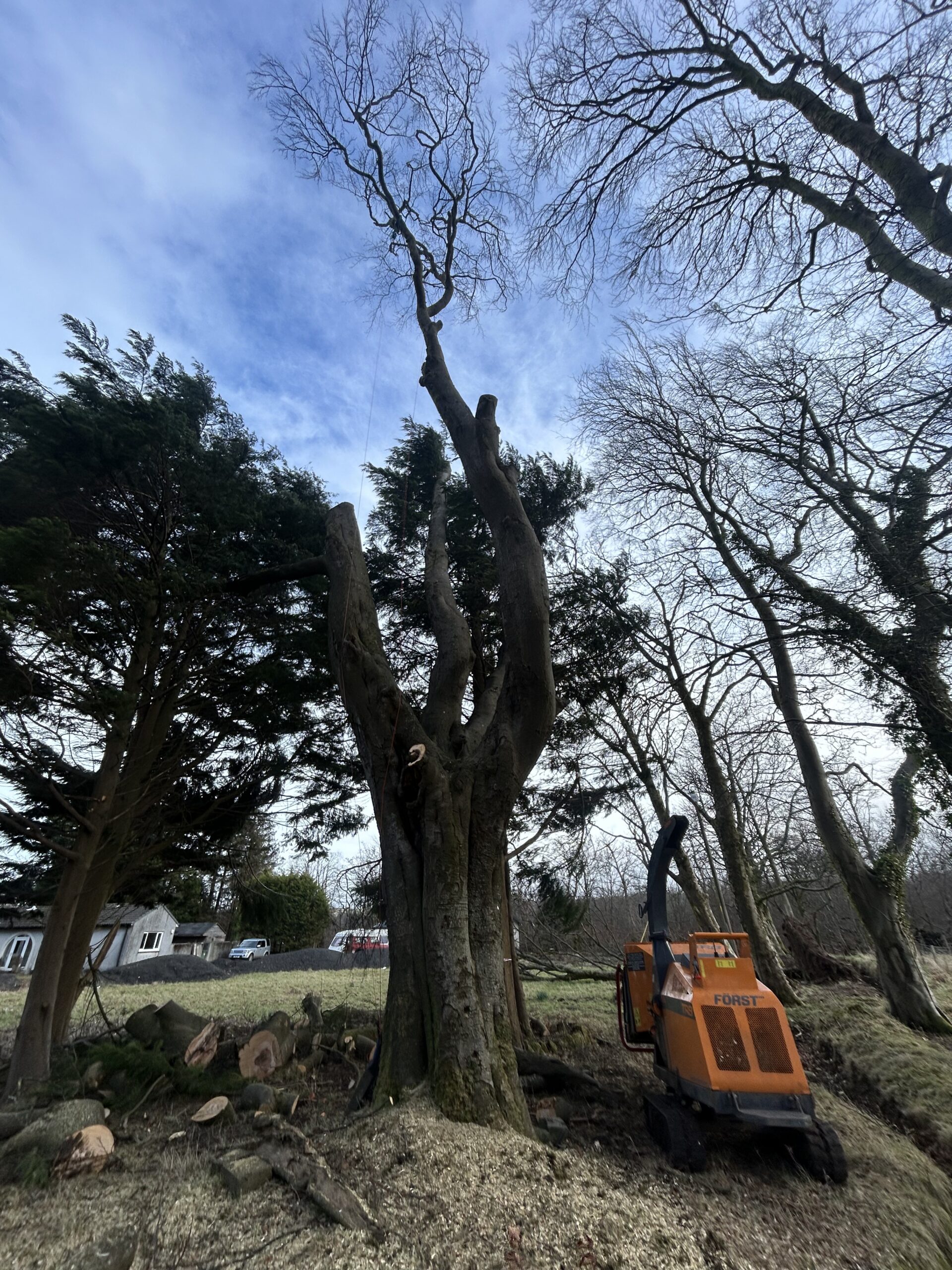 A tall partially dismantled tree trunk stands next to an orange wood chipper with cut logs scattered on the ground.