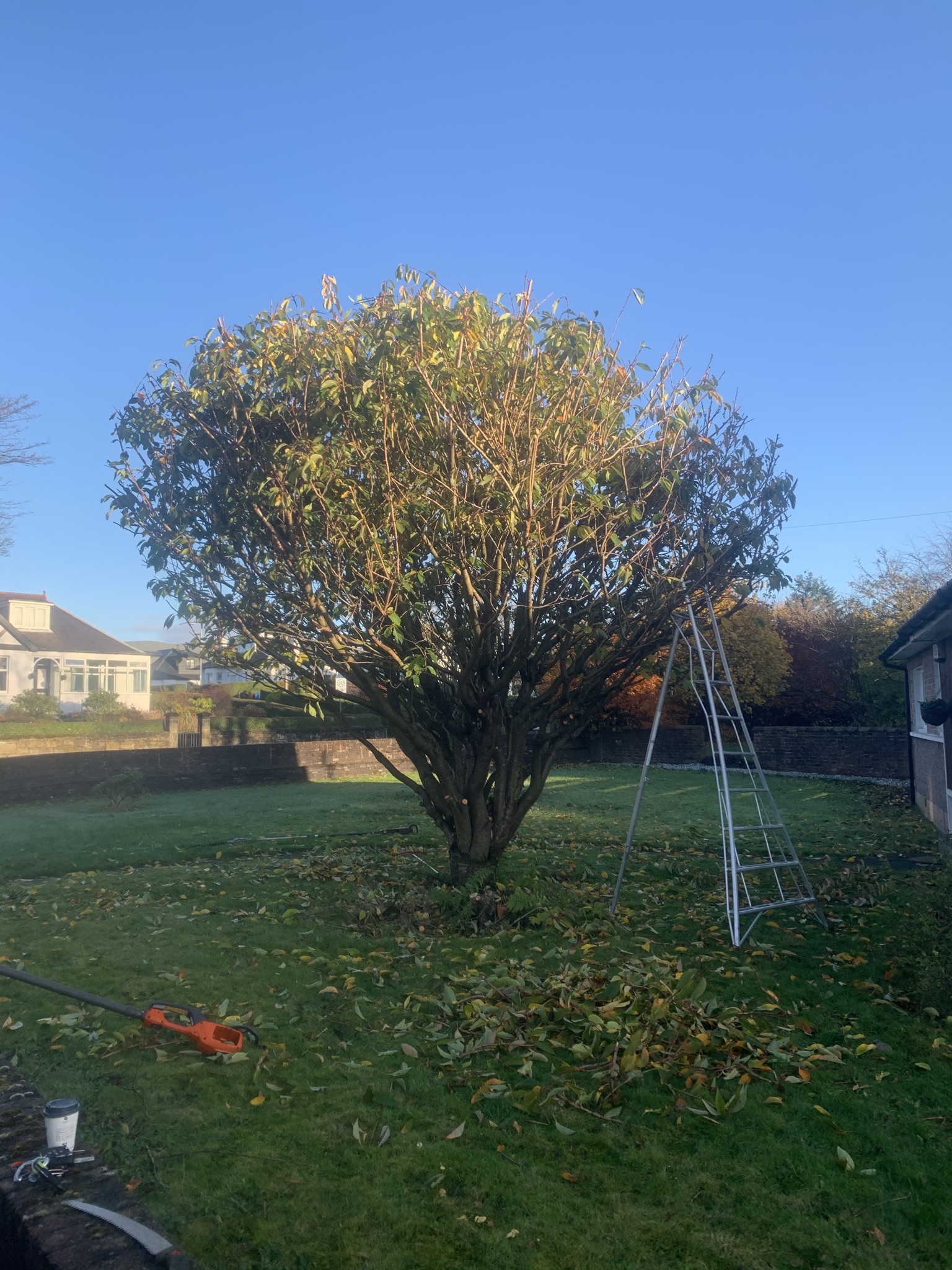 Gallery #32 A neatly rounded, freshly pruned garden tree with an aluminium ladder leaning against its branches and cut branches on the lawn below.