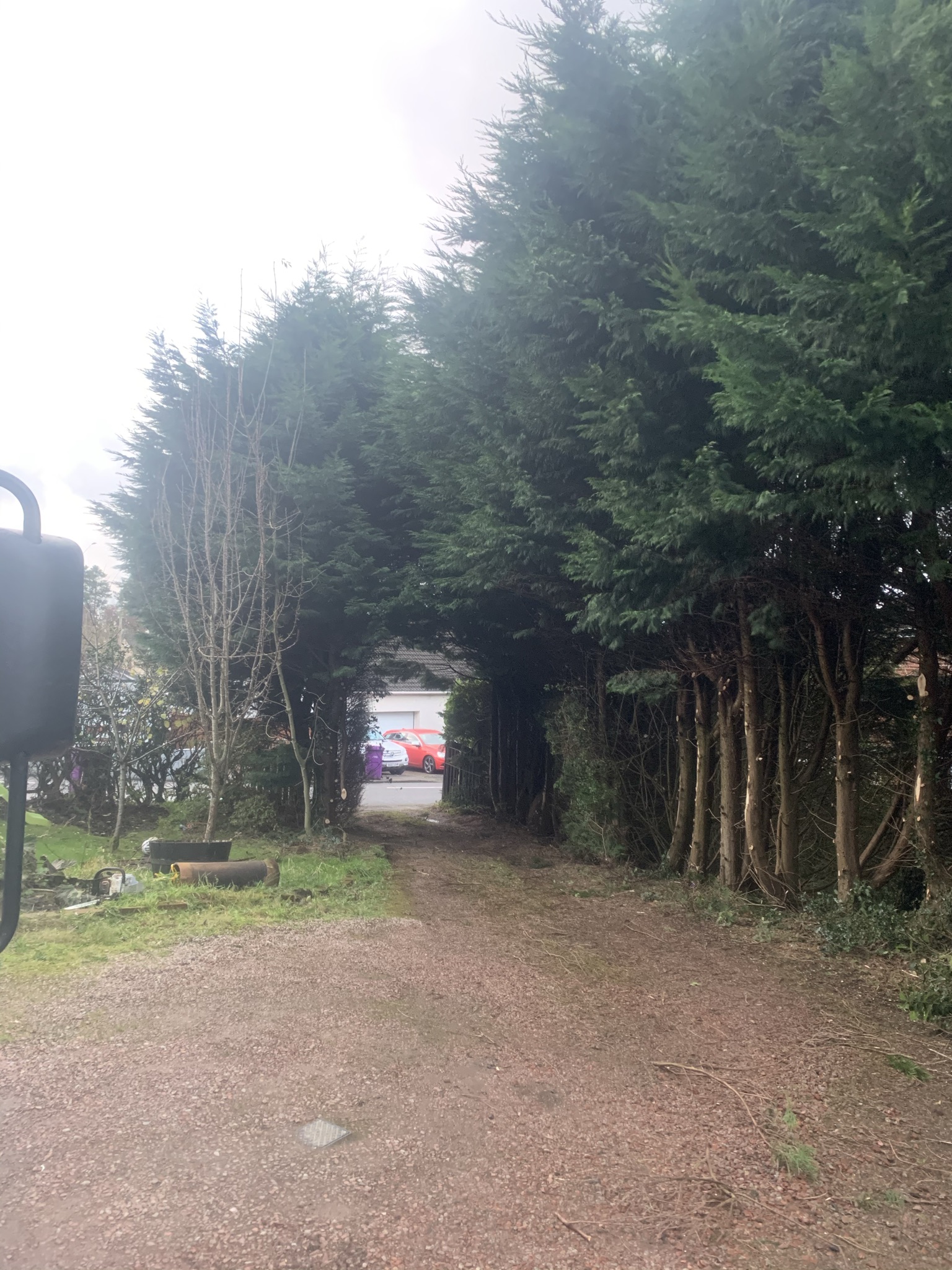 Gallery #39 A gravel driveway passing beneath tall, arching conifer hedges toward a red car parked near a house.