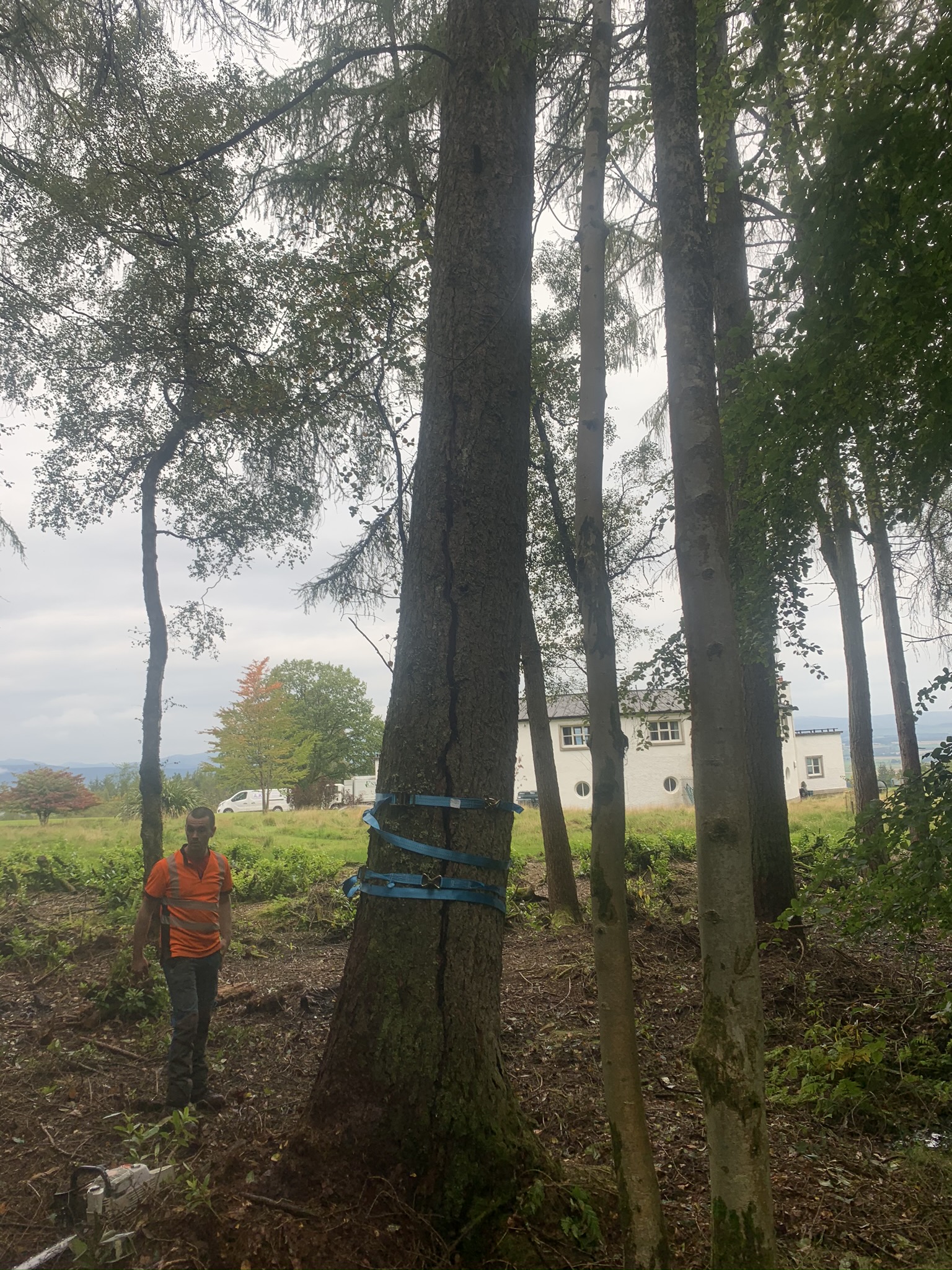 Gallery #41 A tall conifer trunk fitted with a blue rigging strap among a stand of birch and pine trees near a house.