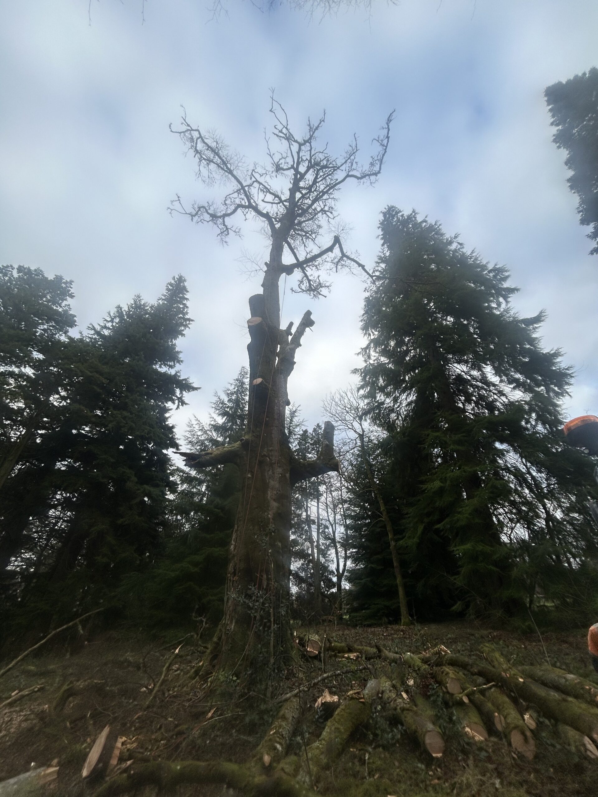 A tall dead tree with its branches cut back, standing among surrounding conifers during a tree removal job.