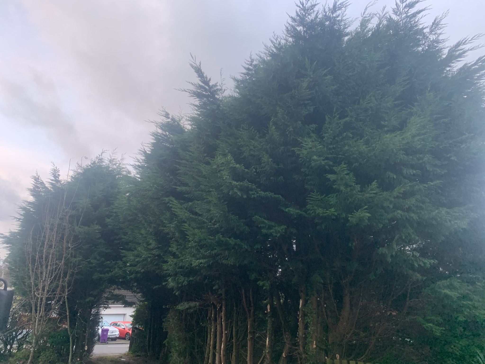 Gallery #42 A row of tall, dense conifer trees overhanging a residential driveway with parked cars visible beyond.