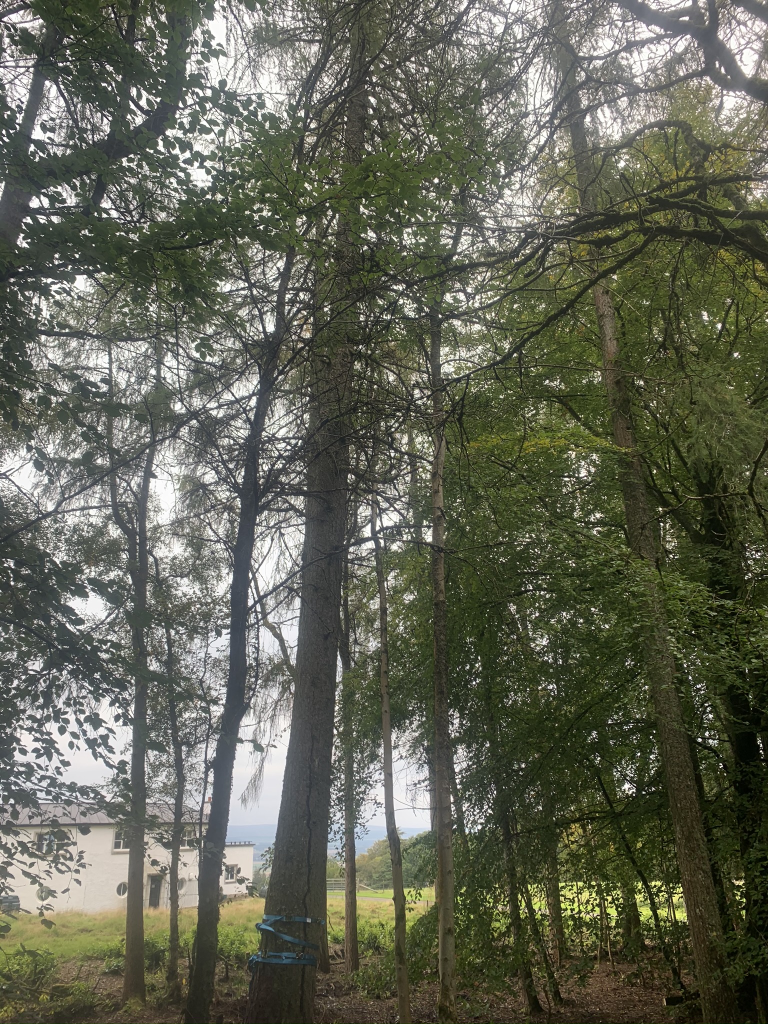 Gallery #44 A mix of tall pine and beech trees in a woodland area with a house visible through the trunks.