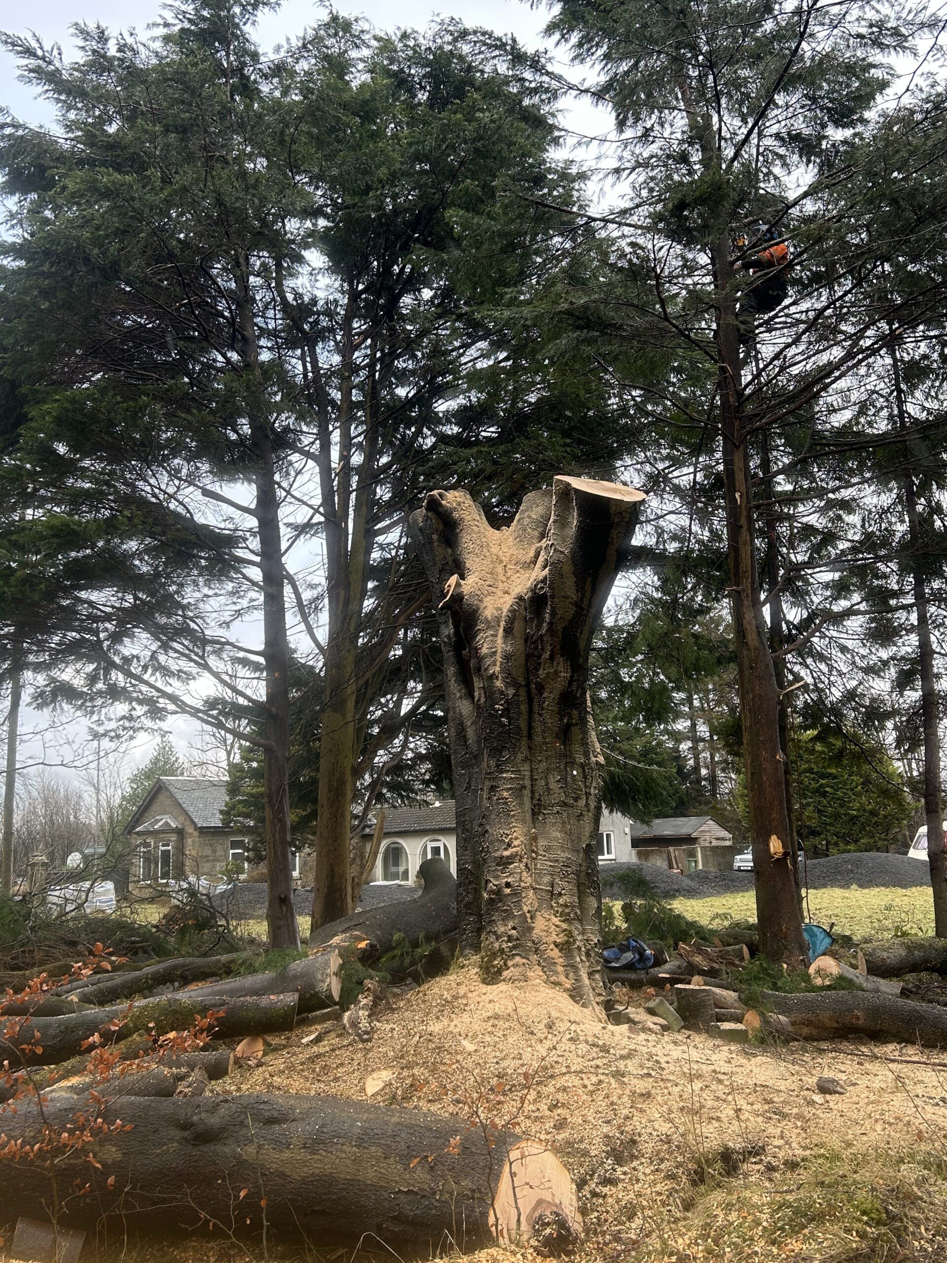 A tall tree trunk stands freshly cut at the top, surrounded by sawdust and felled logs near a house
