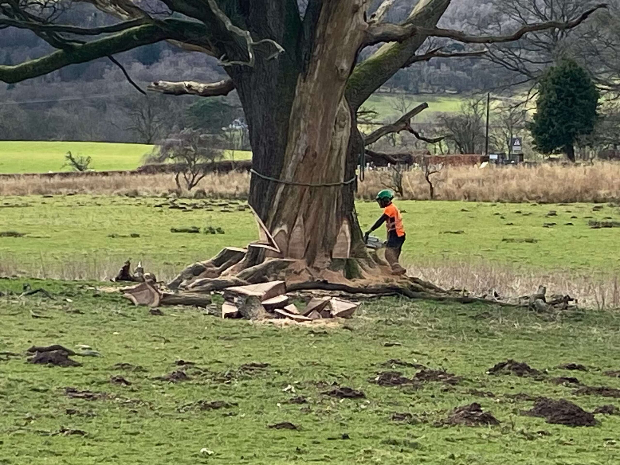 tree-care-glasgow.JPEG